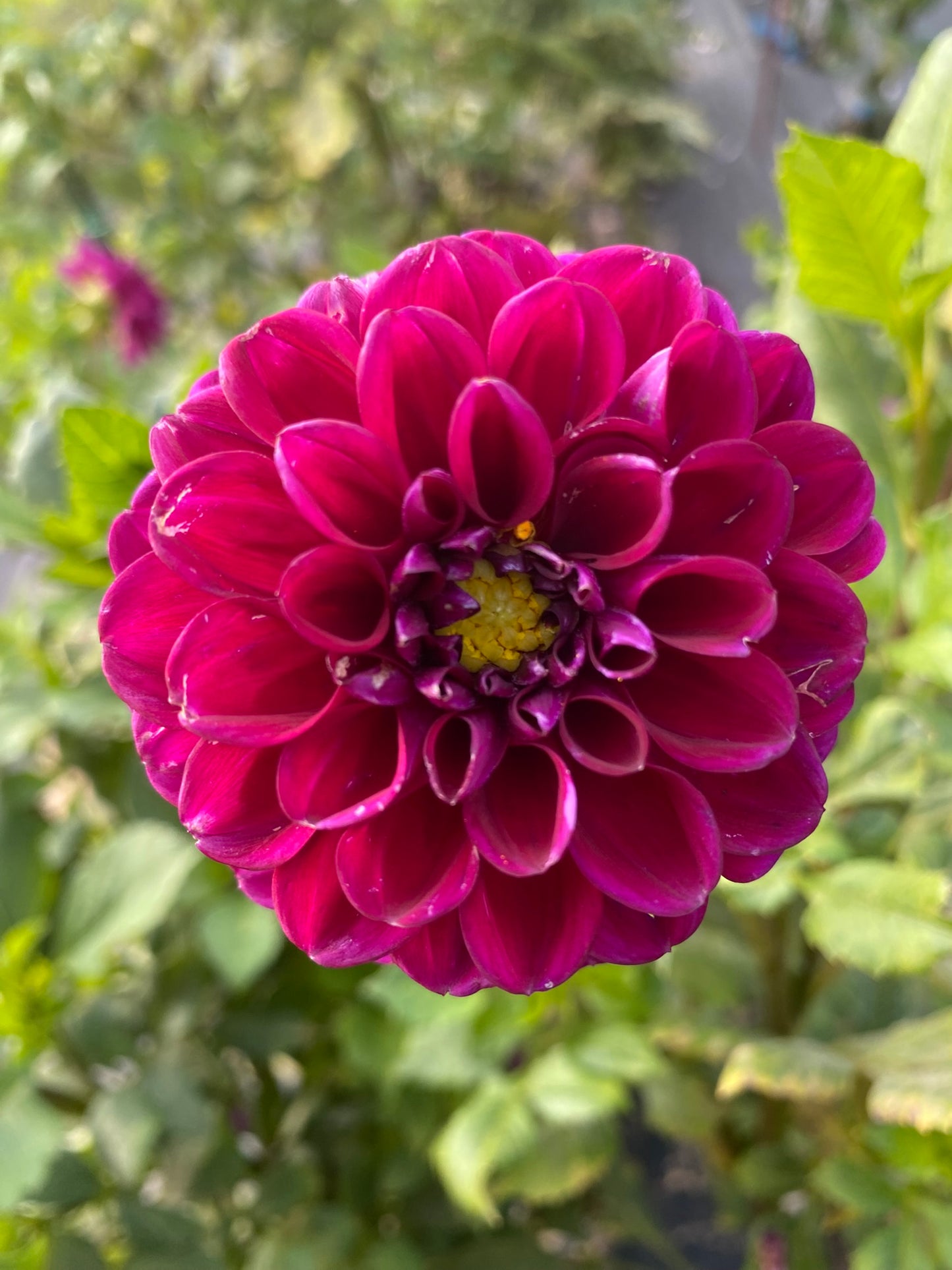 Downham Peggy Dahlia Tuber – Miniature Ball, Purple, 2" Blooms