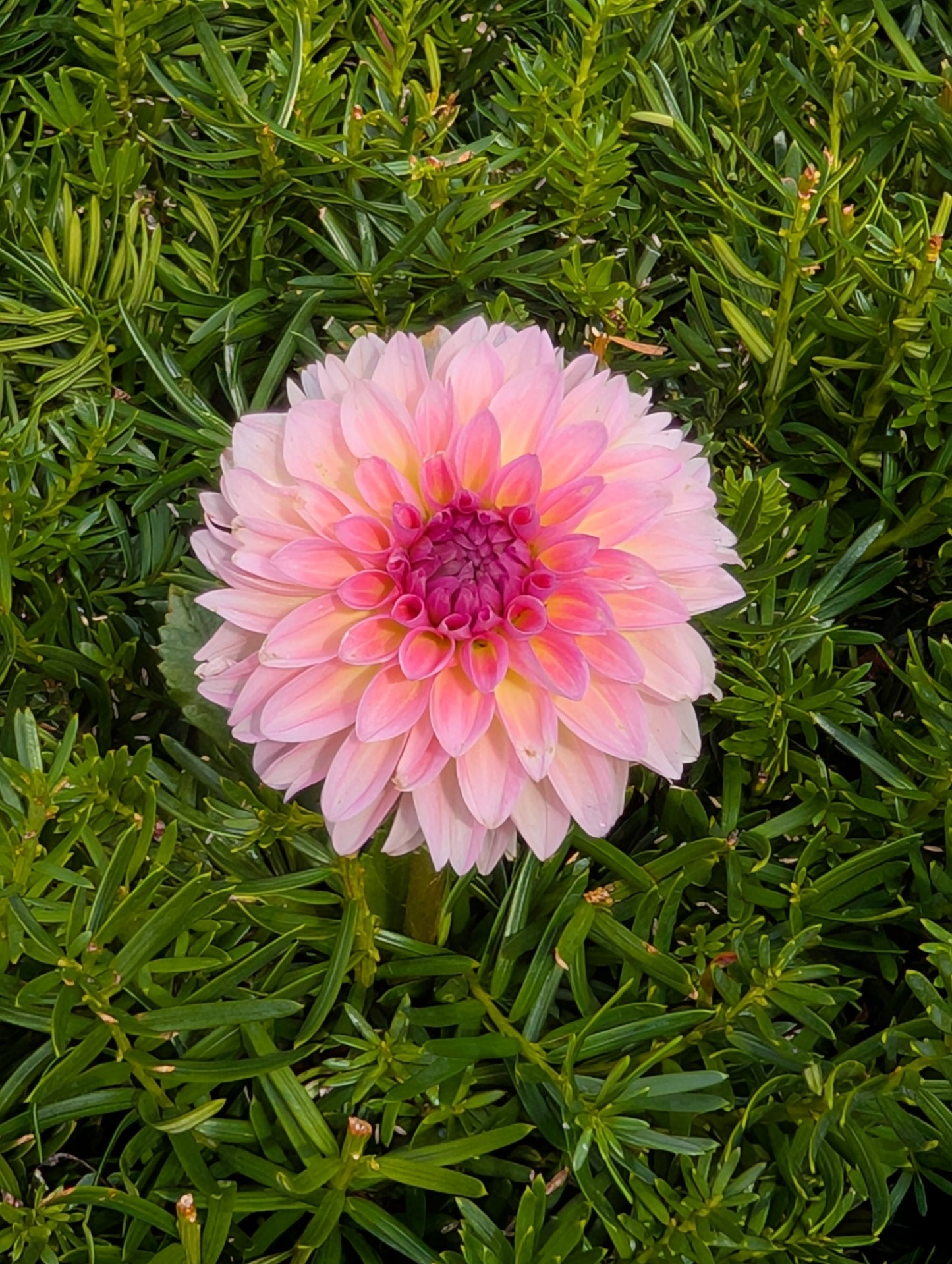Pink flower with a green background
