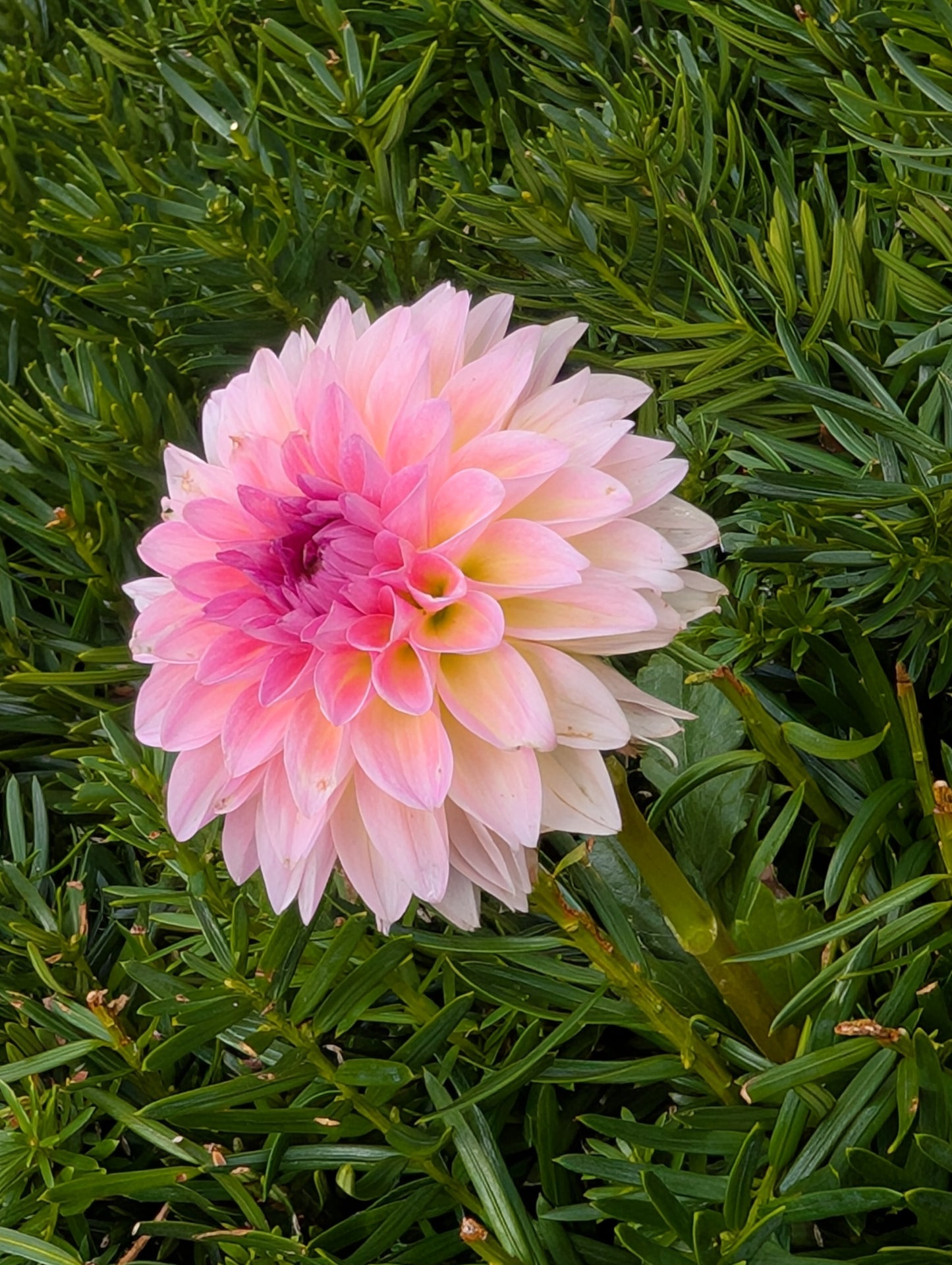Esli Dahlia Tuber – Ball, Dark Pink Blend 3–4" Blooms