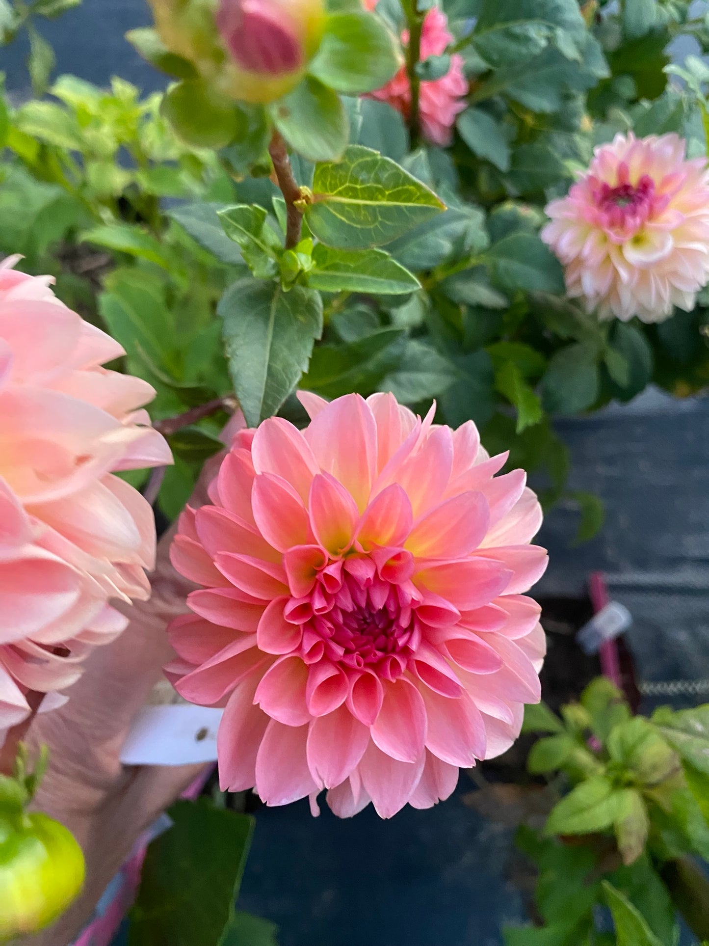 Close-up of a pink flower with green leaves in the background