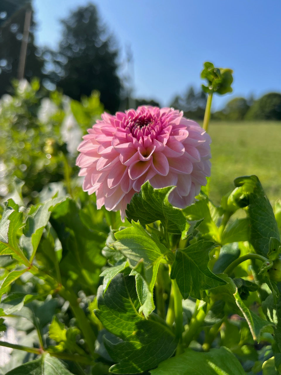Pink flower with green leaves against a blurred natural background
