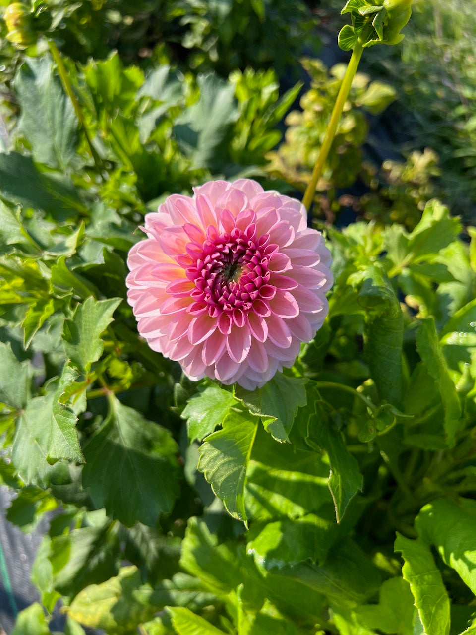 Esli Dahlia Tuber – Ball, Dark Pink Blend 3–4" Blooms