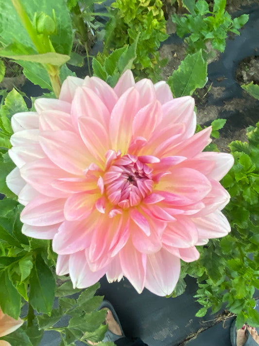 Fairway Pilot Dahlia Tuber Formal Decorative Light Blend 8–10" Blooms