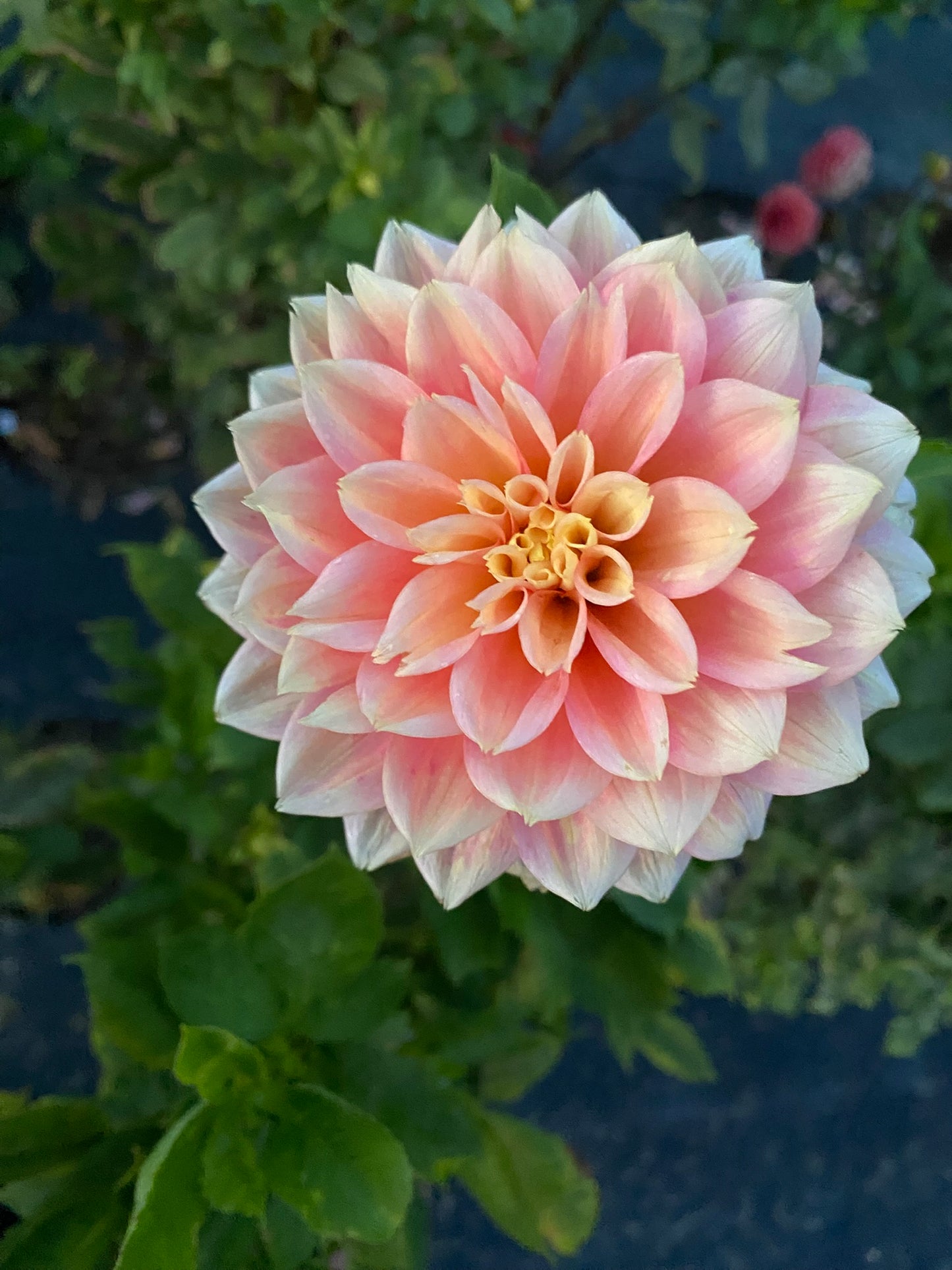 Fairy Tale Dahlia Tuber – Formal Decorative, Light Pink Blend, 4–6" Blooms, ~3–4 ft