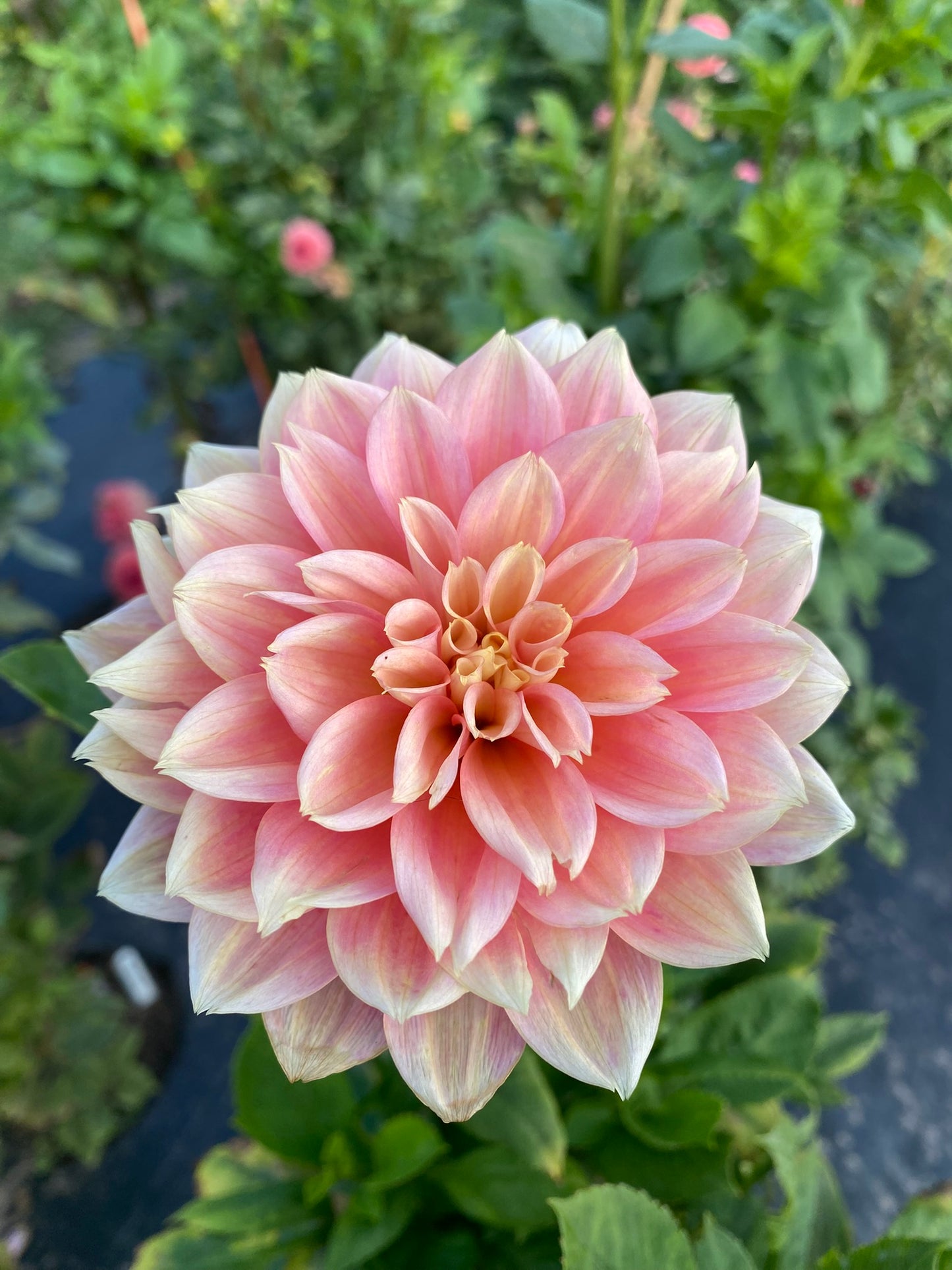 Fairy Tale Dahlia Tuber – Formal Decorative, Light Pink Blend, 4–6" Blooms, ~3–4 ft