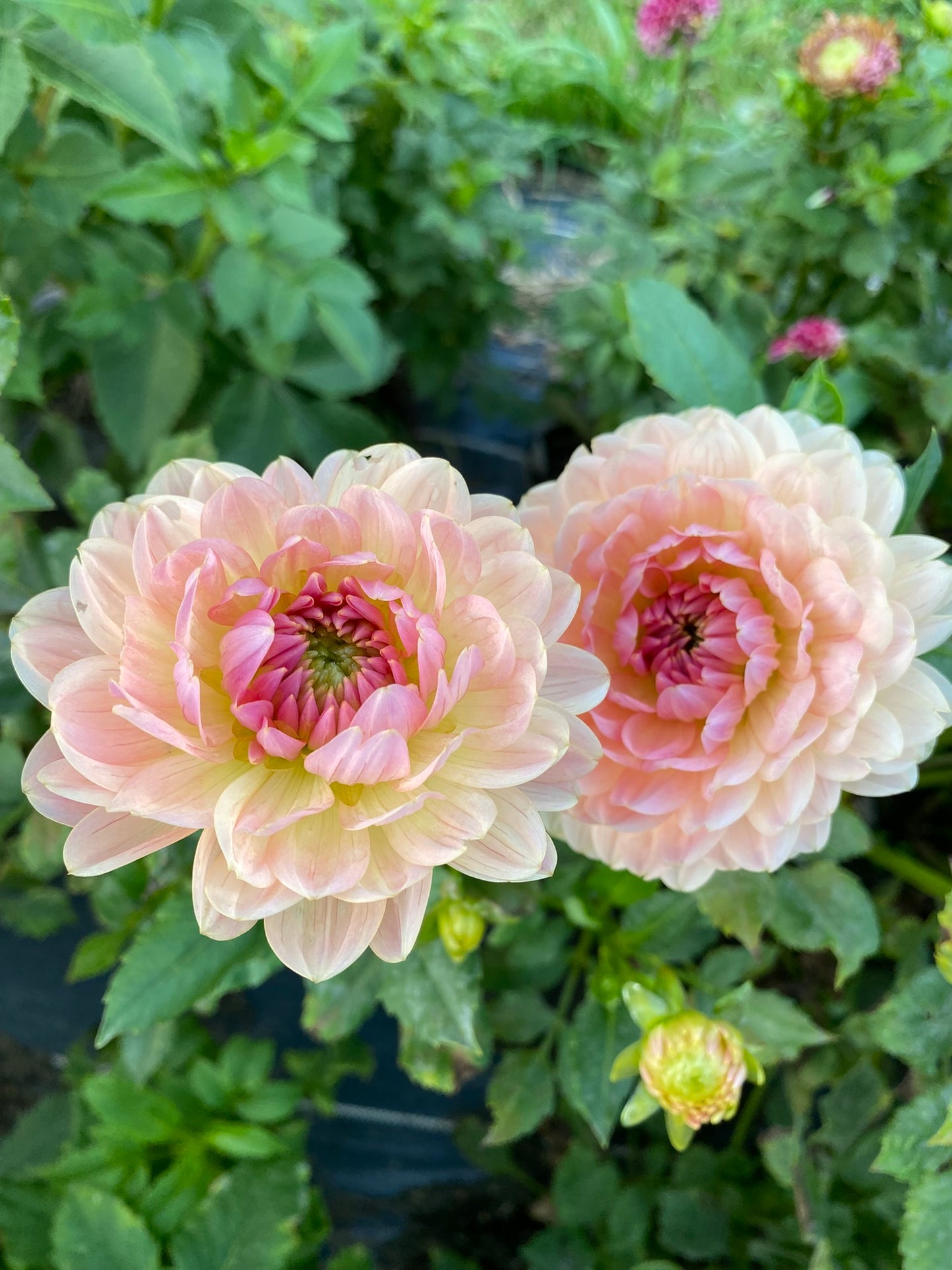 Fawn Dahlia Tuber – Waterlily, Neutral Tan-Pink Blend, 4–6" Blooms, ~3–4 ft