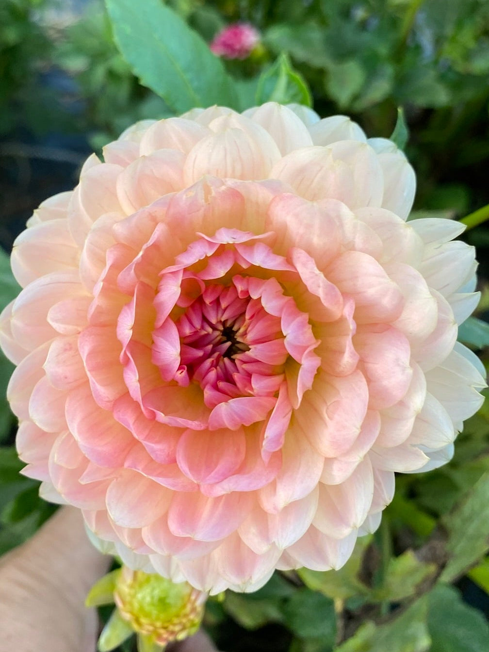 Hand holding a peach-colored flower with green foliage in the background