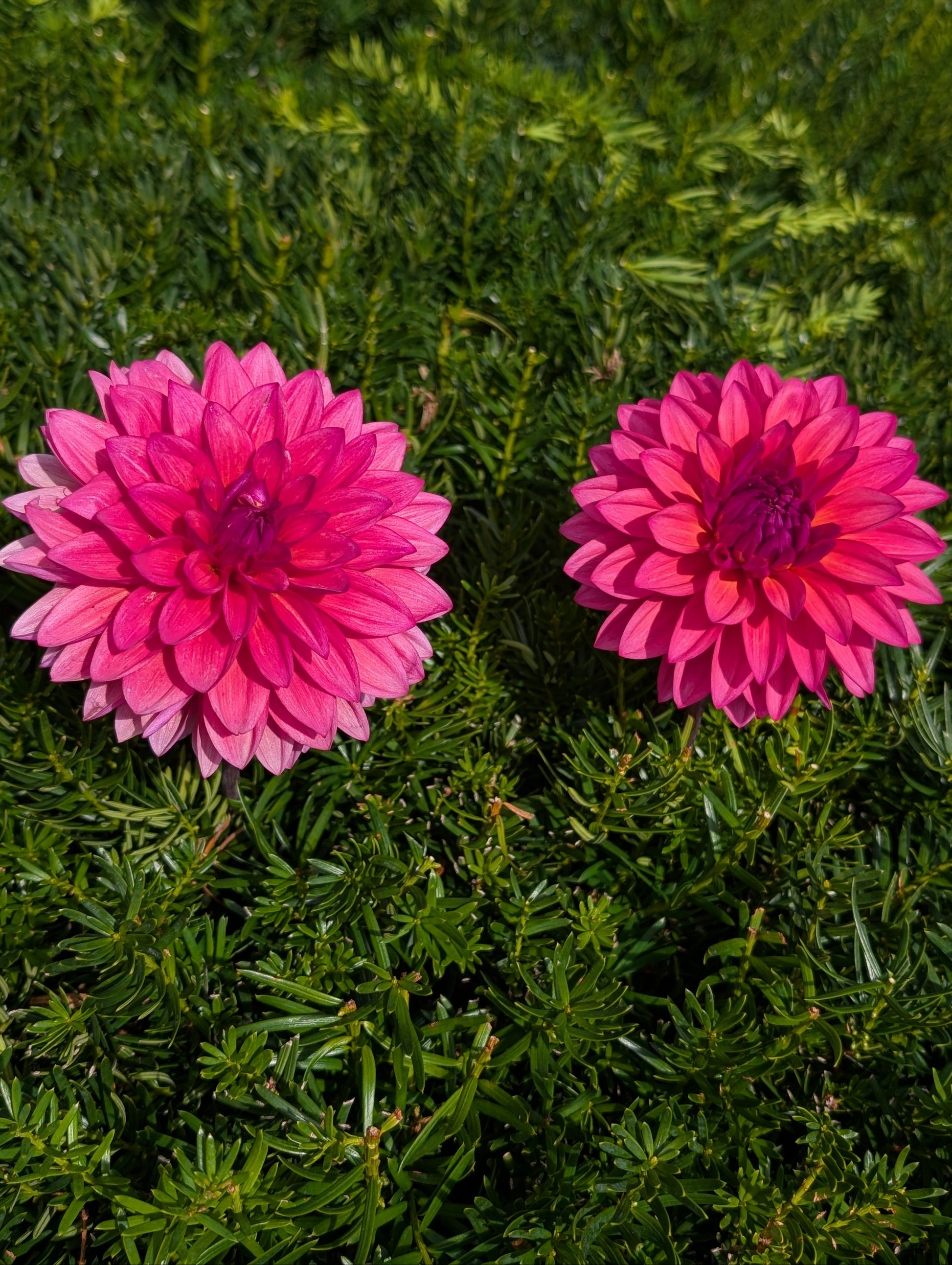 Two pink flowers on a green background