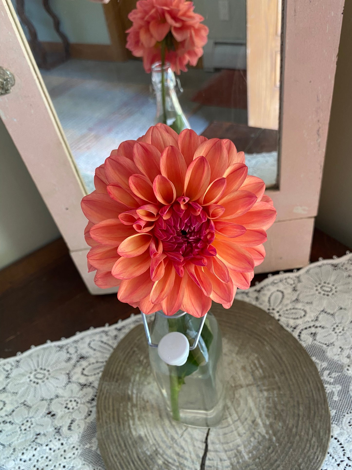 Ferncliff Copper Dahlia Tuber – Bronze Formal Decorative, 6–8" Blooms