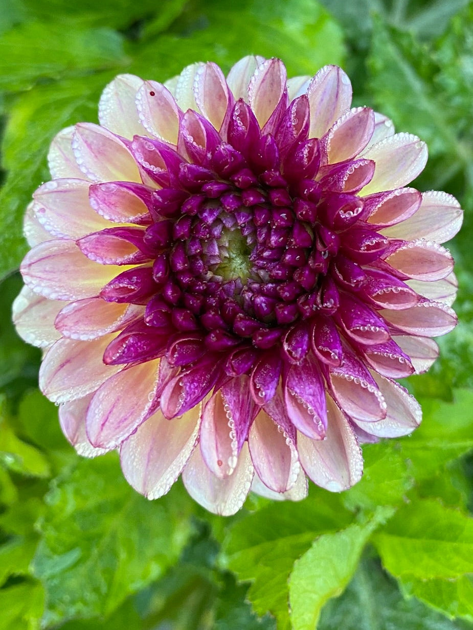 Purple and white flower with green leaves in the background