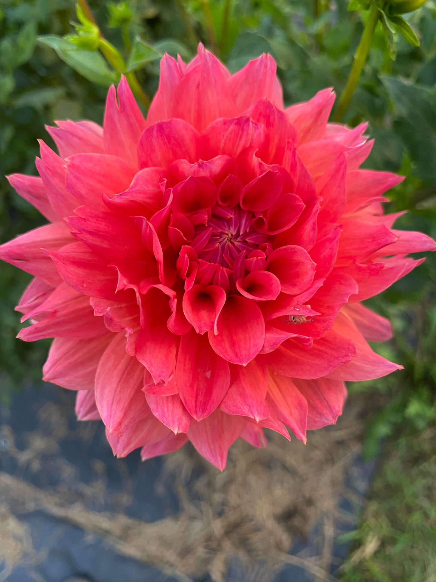 Ferncliff Tropics Dahlia Tuber – Coral Peach Semi-Cactus Light Blend 6–8" Blooms