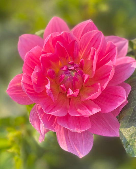 Close-up of a pink flower with a blurred green background