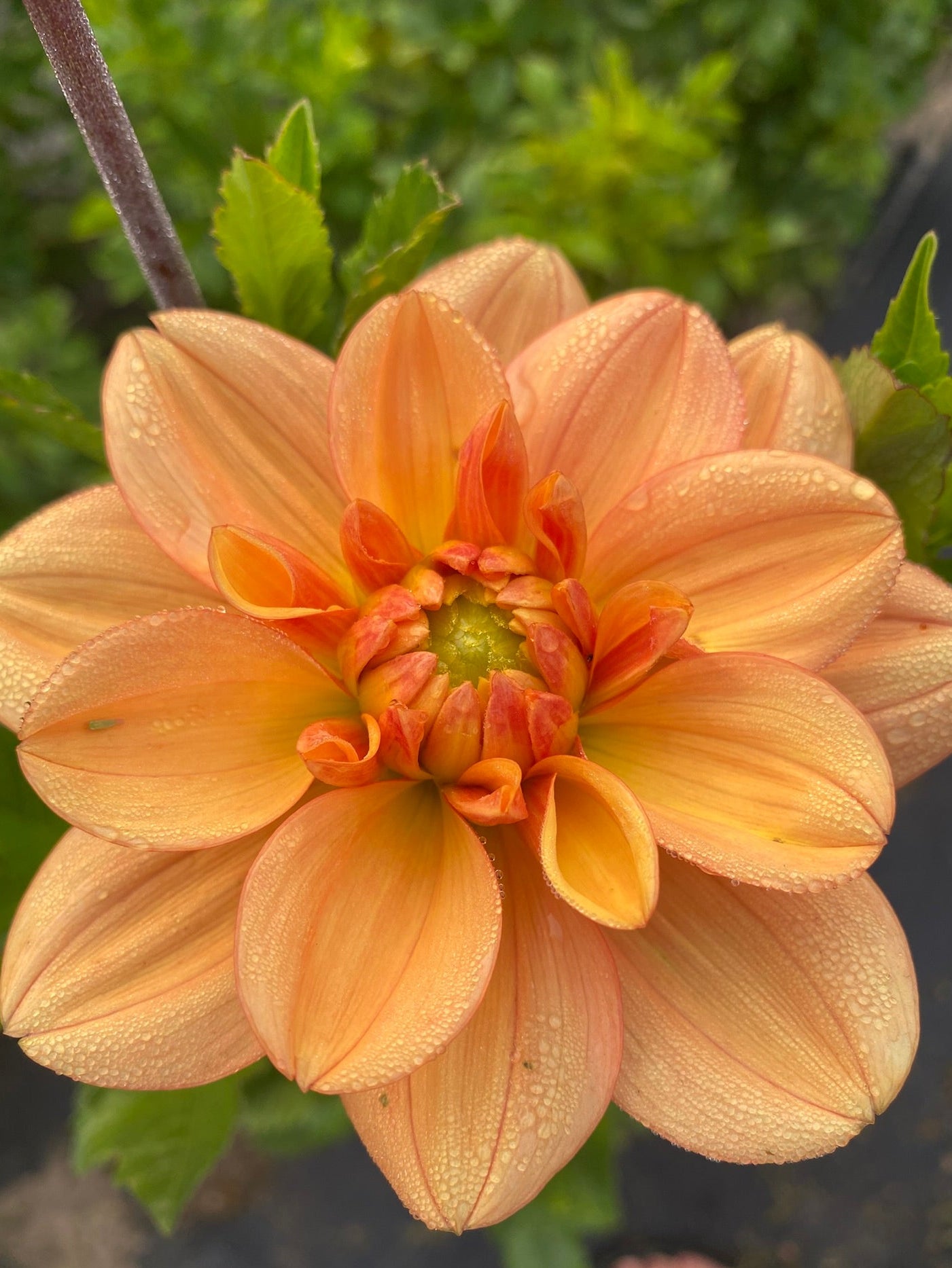 Ginger Snap Dahlia Tuber – Waterlily, Yellow, 3.5" Blooms