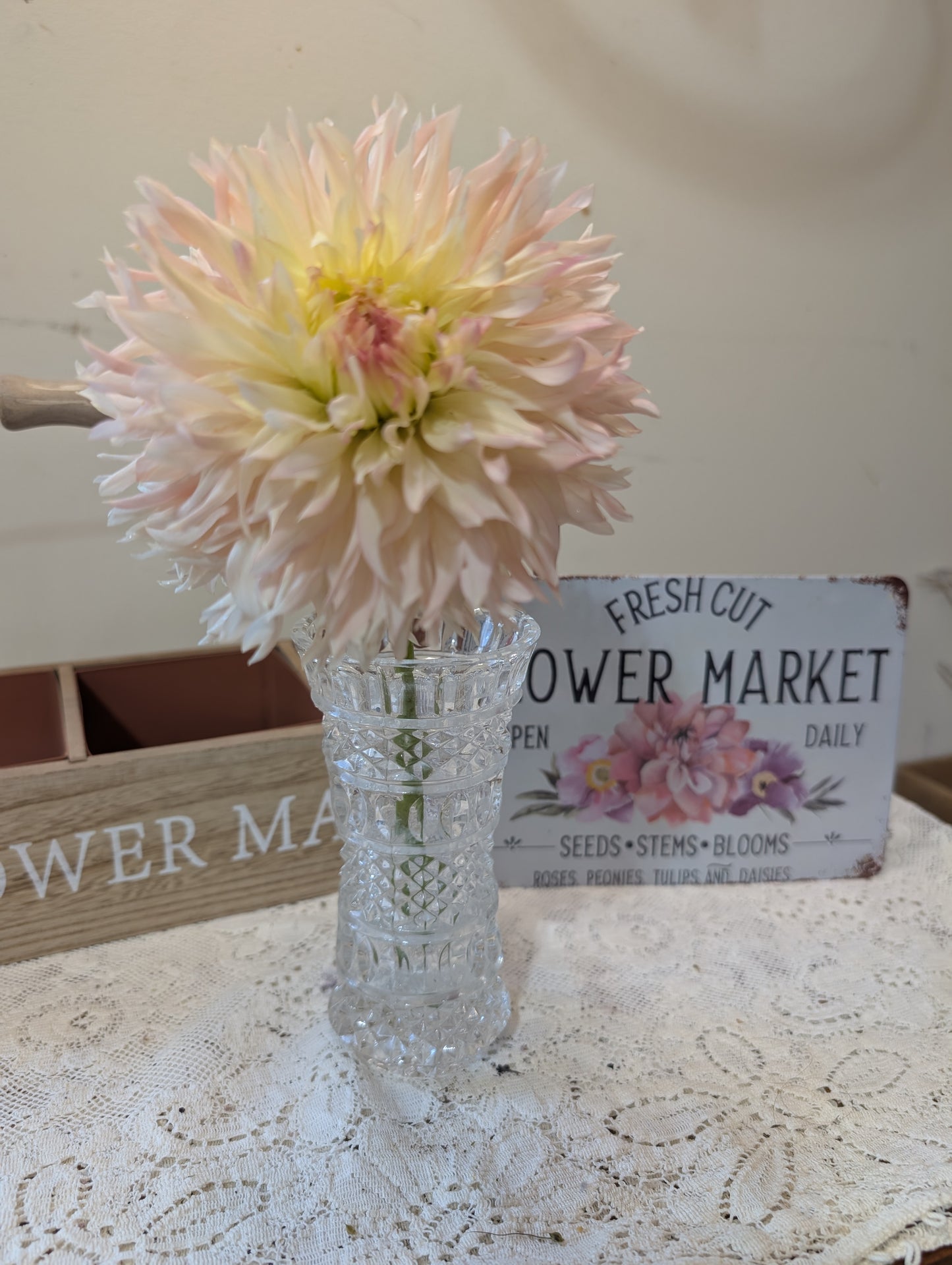 Hapet Champagne Dahlia Tuber – Laciniated, Light Blend, 6–8" Bloom