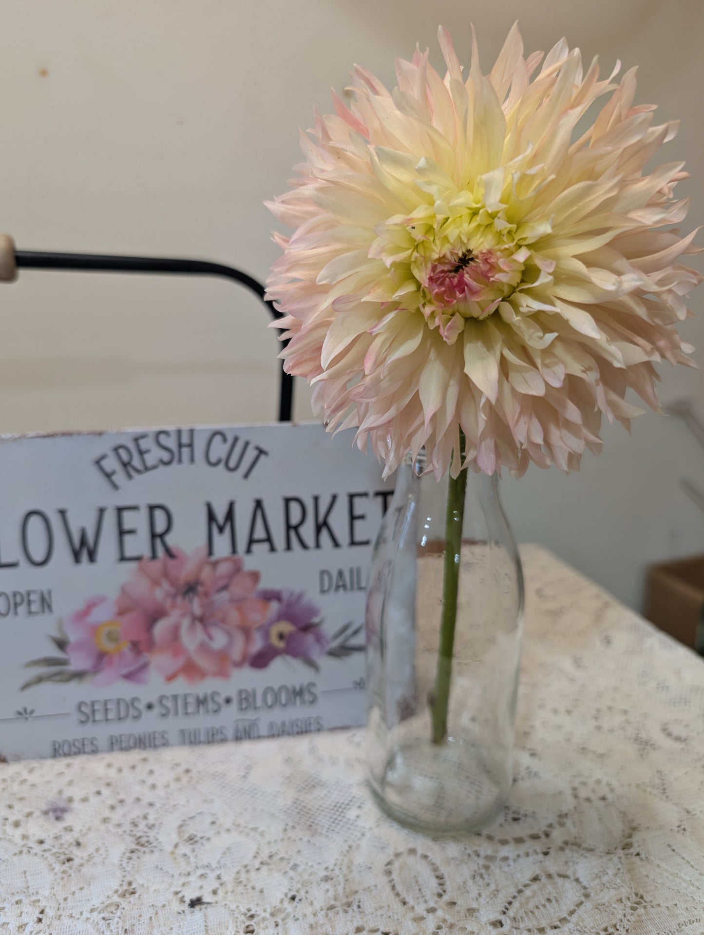 Hapet Champagne Dahlia Tuber – Laciniated, Light Blend, 6–8" Bloom