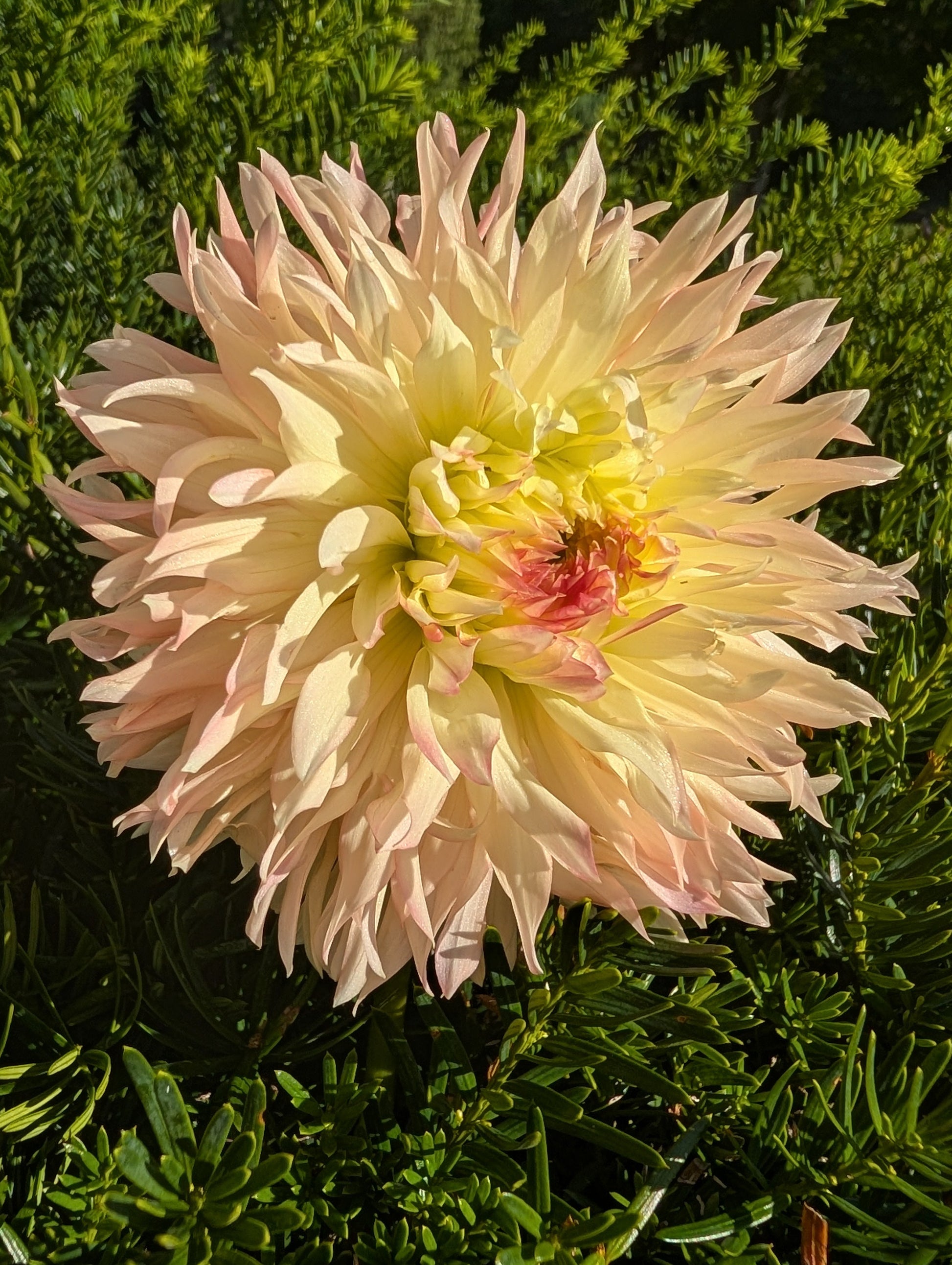 Large light pink flower with a green background