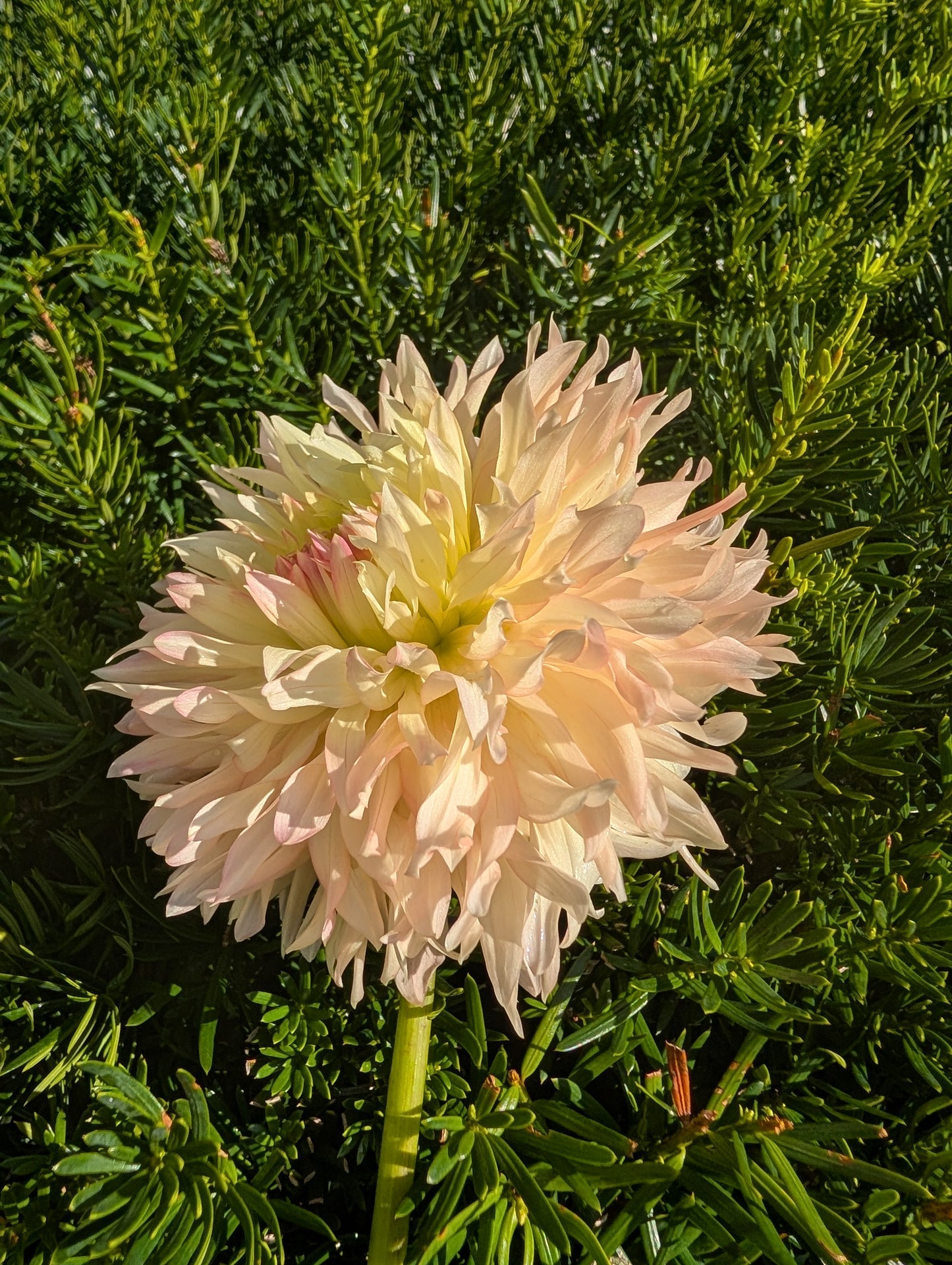 Hapet Champagne Dahlia Tuber – Laciniated, Light Blend, 6–8" Bloom