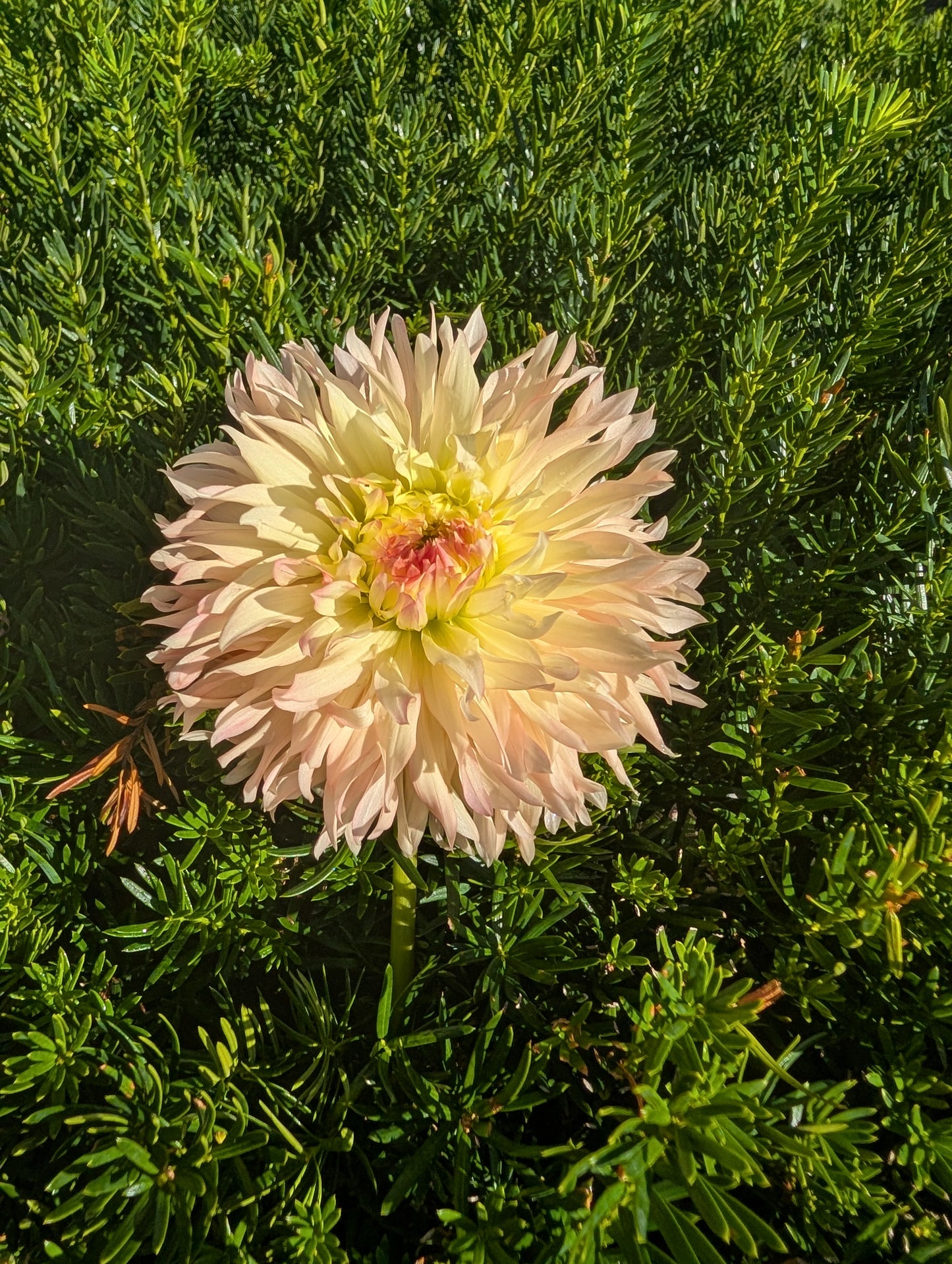 Hapet Champagne Dahlia Tuber – Laciniated, Light Blend, 6–8" Bloom