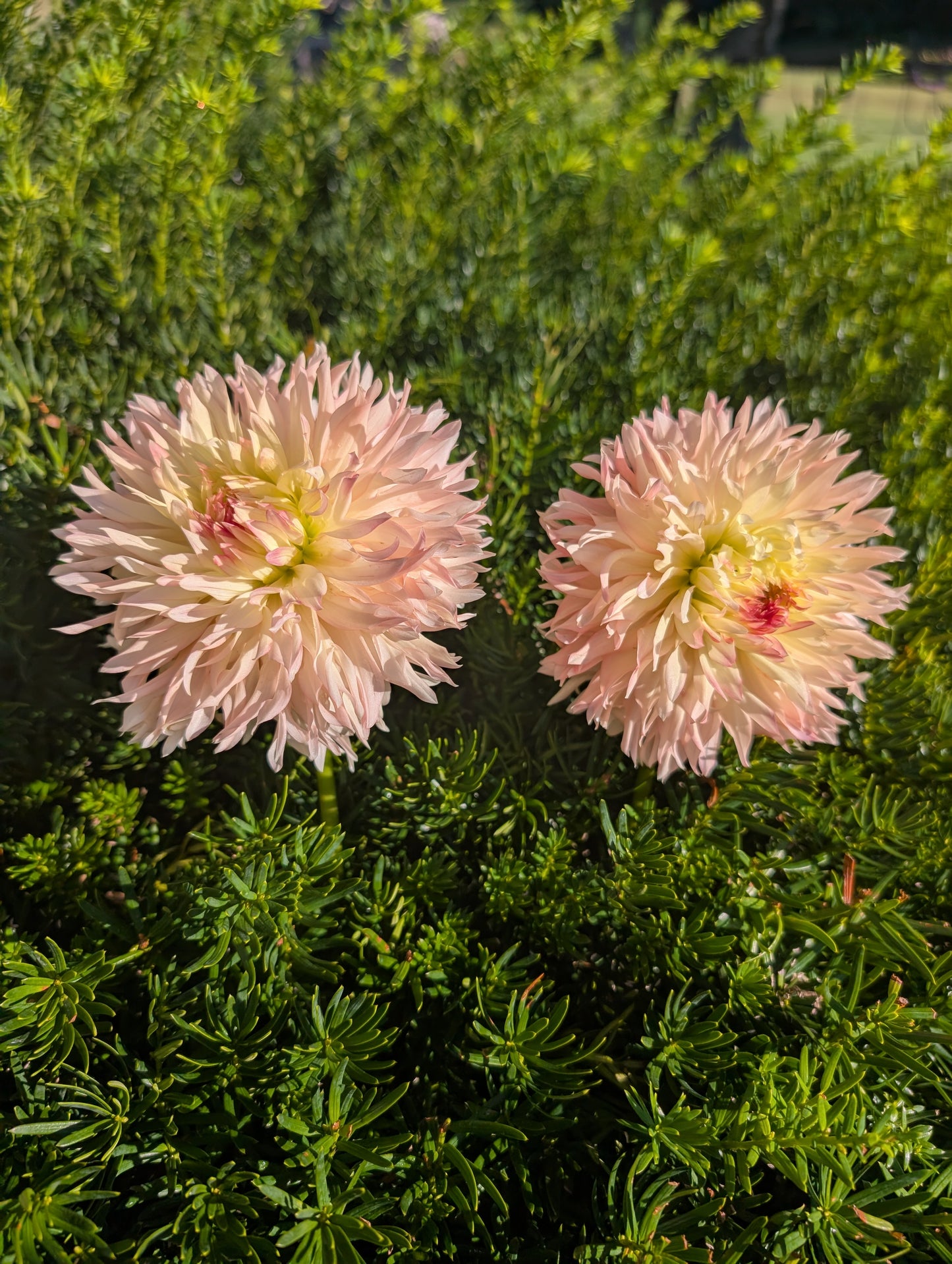 Hapet Champagne Dahlia Tuber – Laciniated, Light Blend, 6–8" Bloom