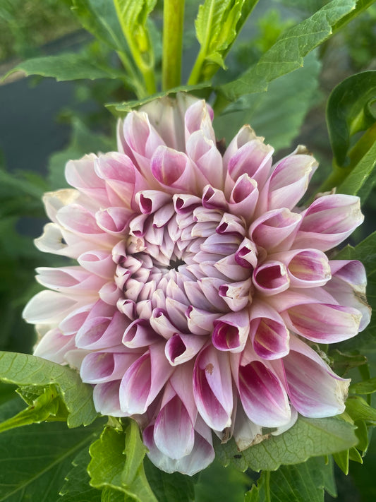 Hawaii Dahlia Tuber – Formal Decorative Pink Blend 6–7" Blooms