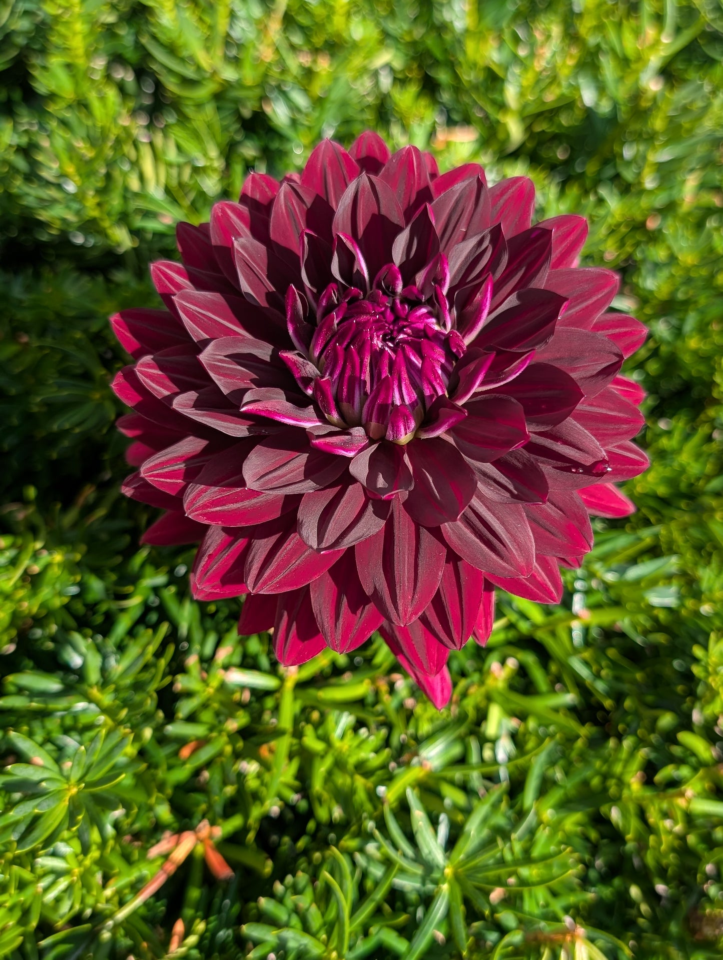 Hollyhill Black Beauty Dahlia Tuber – Formal Decorative, Dark Red, 6–8" Blooms