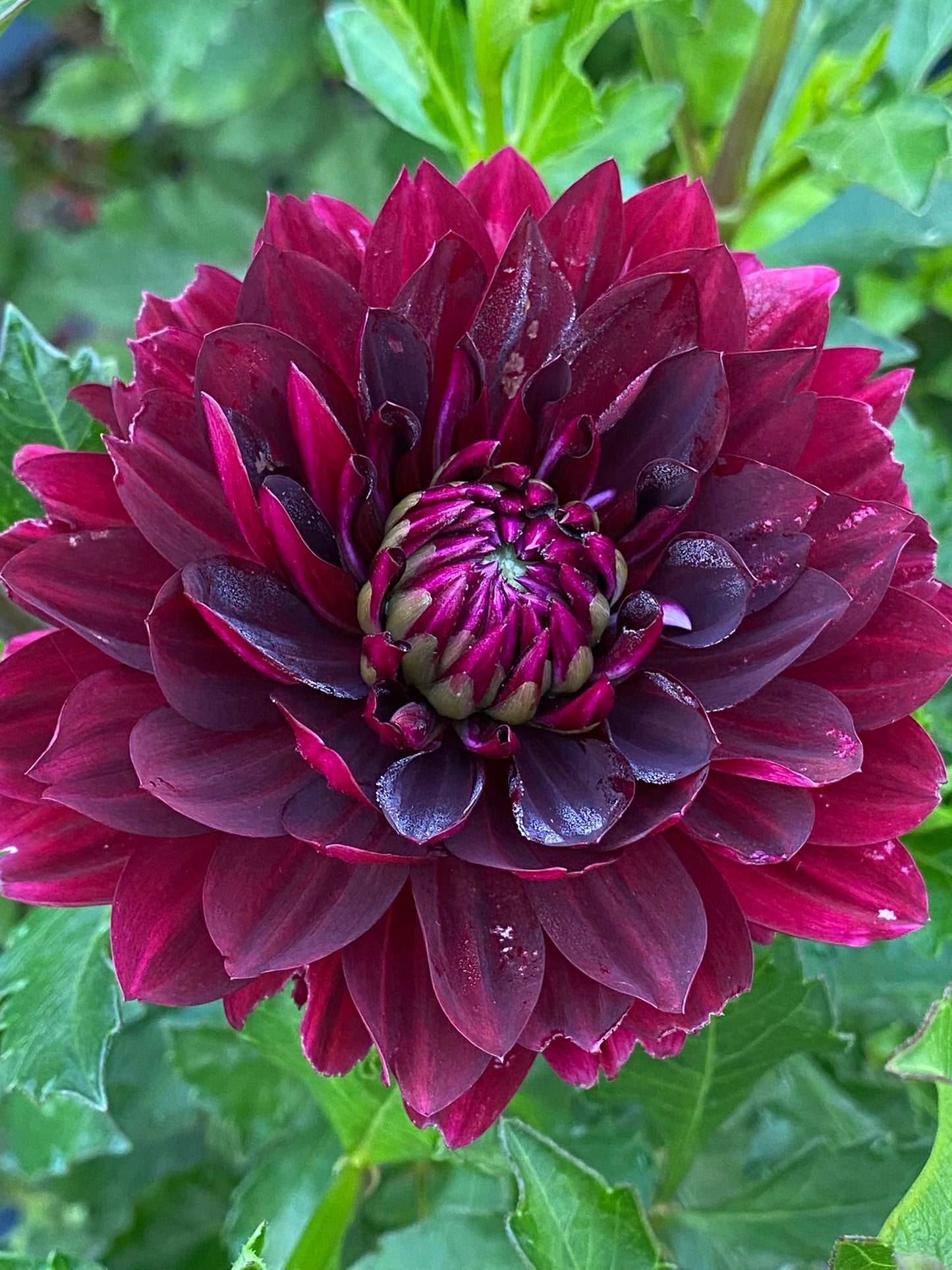 Hollyhill Black Widow Dahlia Tuber – Waterlily Dark Red Blend 5–7" Blooms