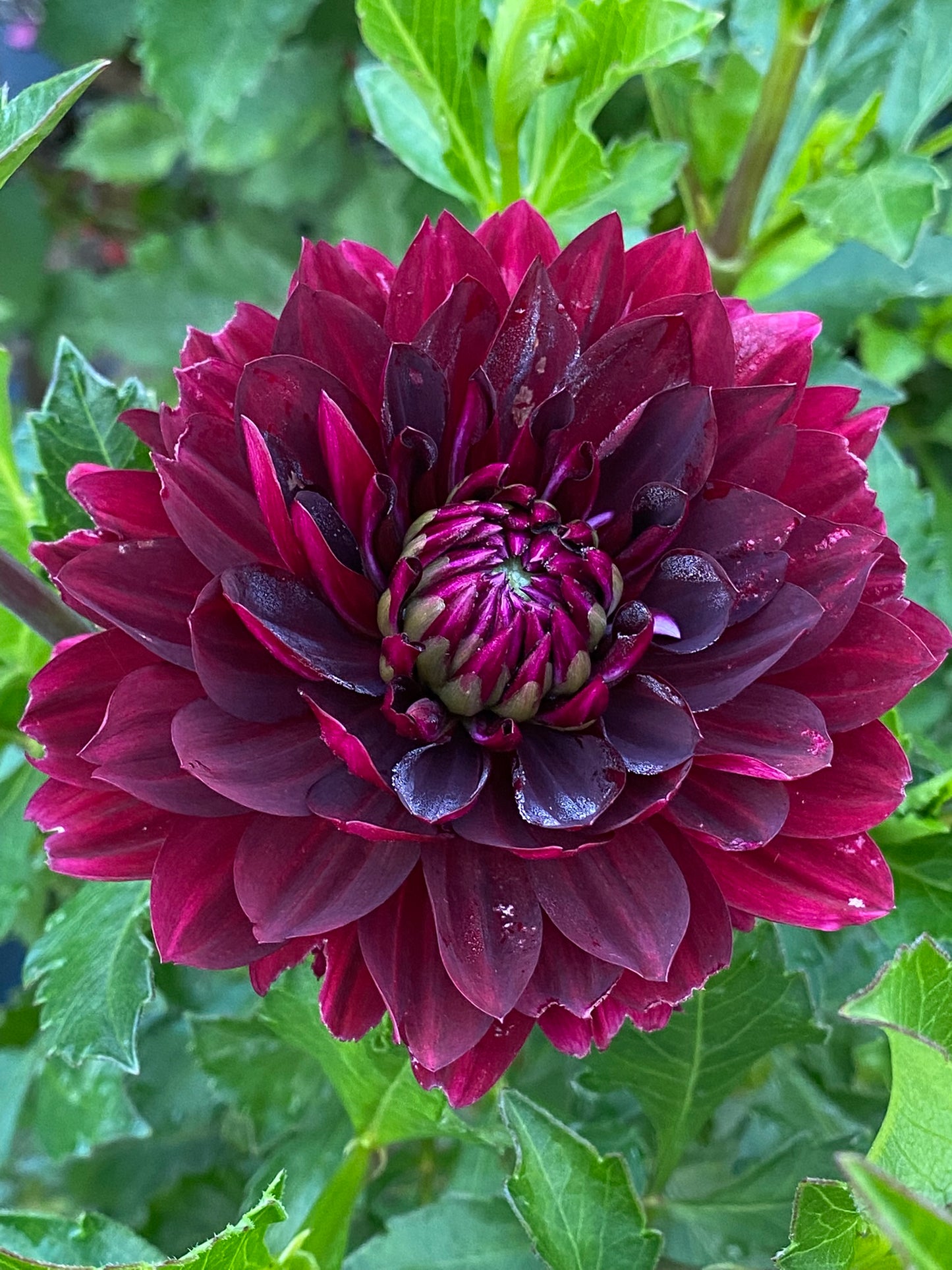 Hollyhill Black Widow Dahlia Tuber – Waterlily Dark Red Blend 5–7" Blooms