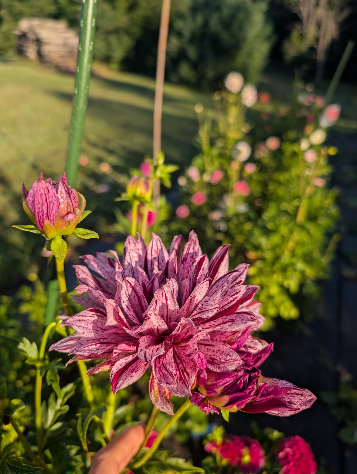 Close-up of a pink flower with a blurred garden background