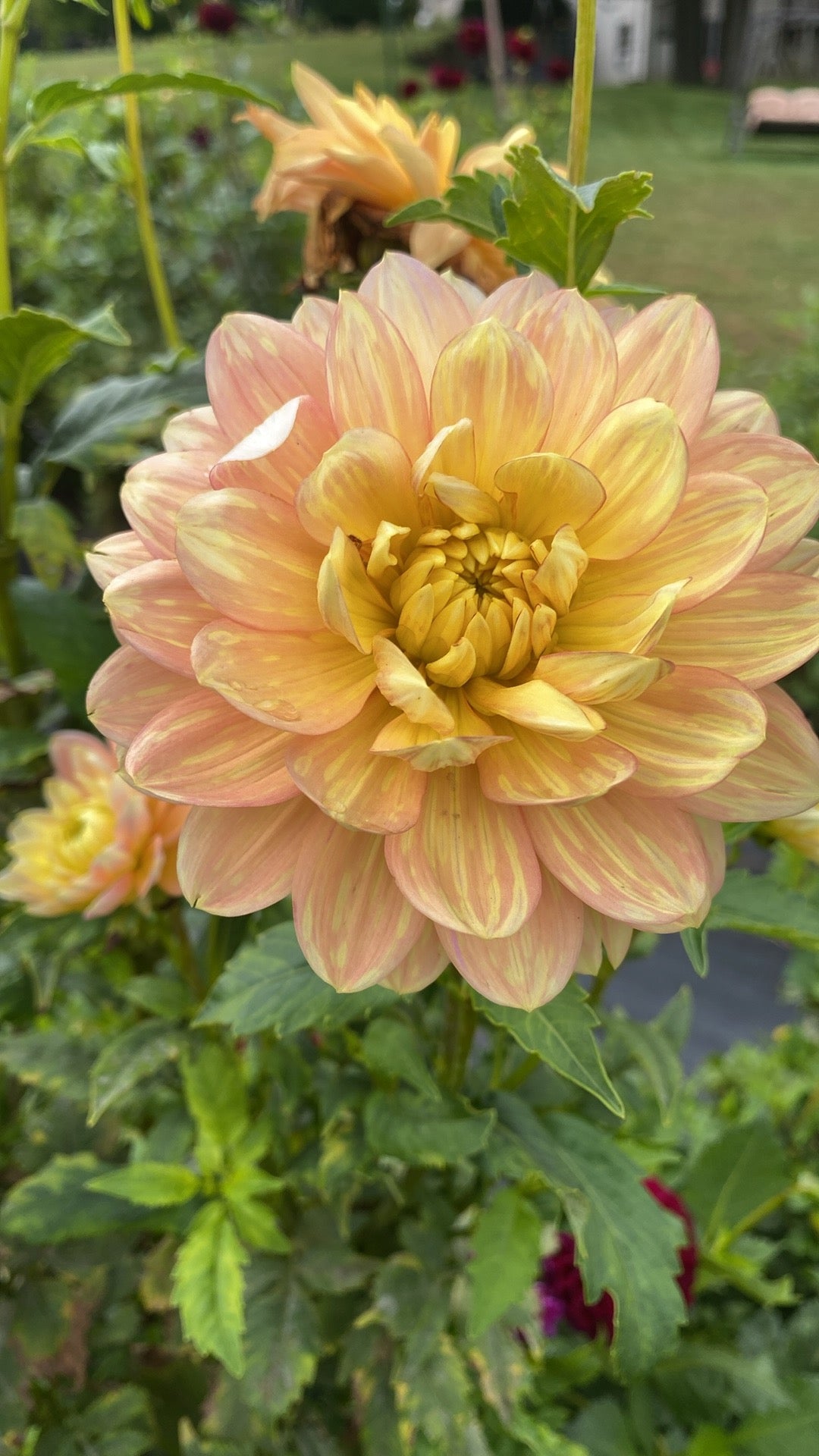 Hollyhill Serenity Dahlia Tuber – Waterlily, Light Blend, 4"-5" Blooms