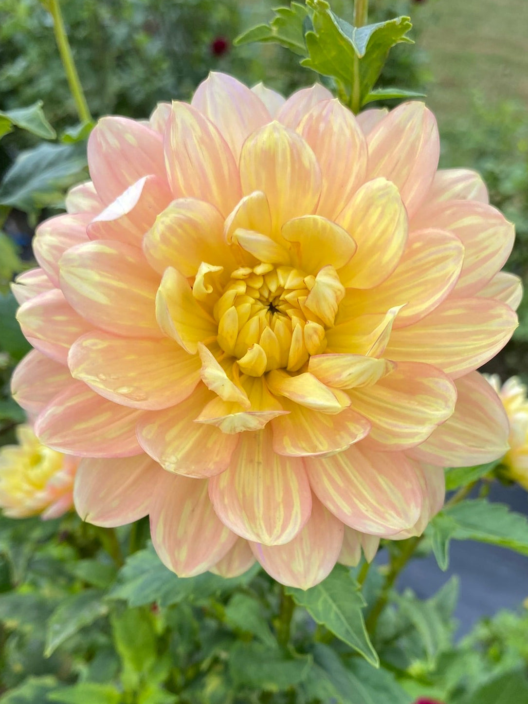 Large peach-colored flower with green leaves in the background