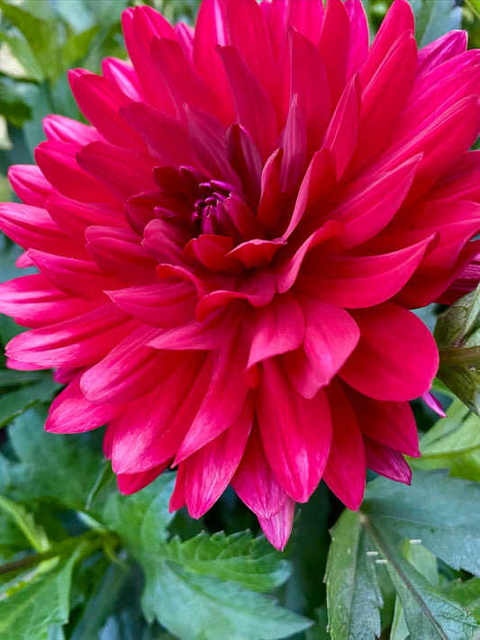Hollyhill Pandora Dahlia Tuber – Waterlily Dark Red 5" Blooms