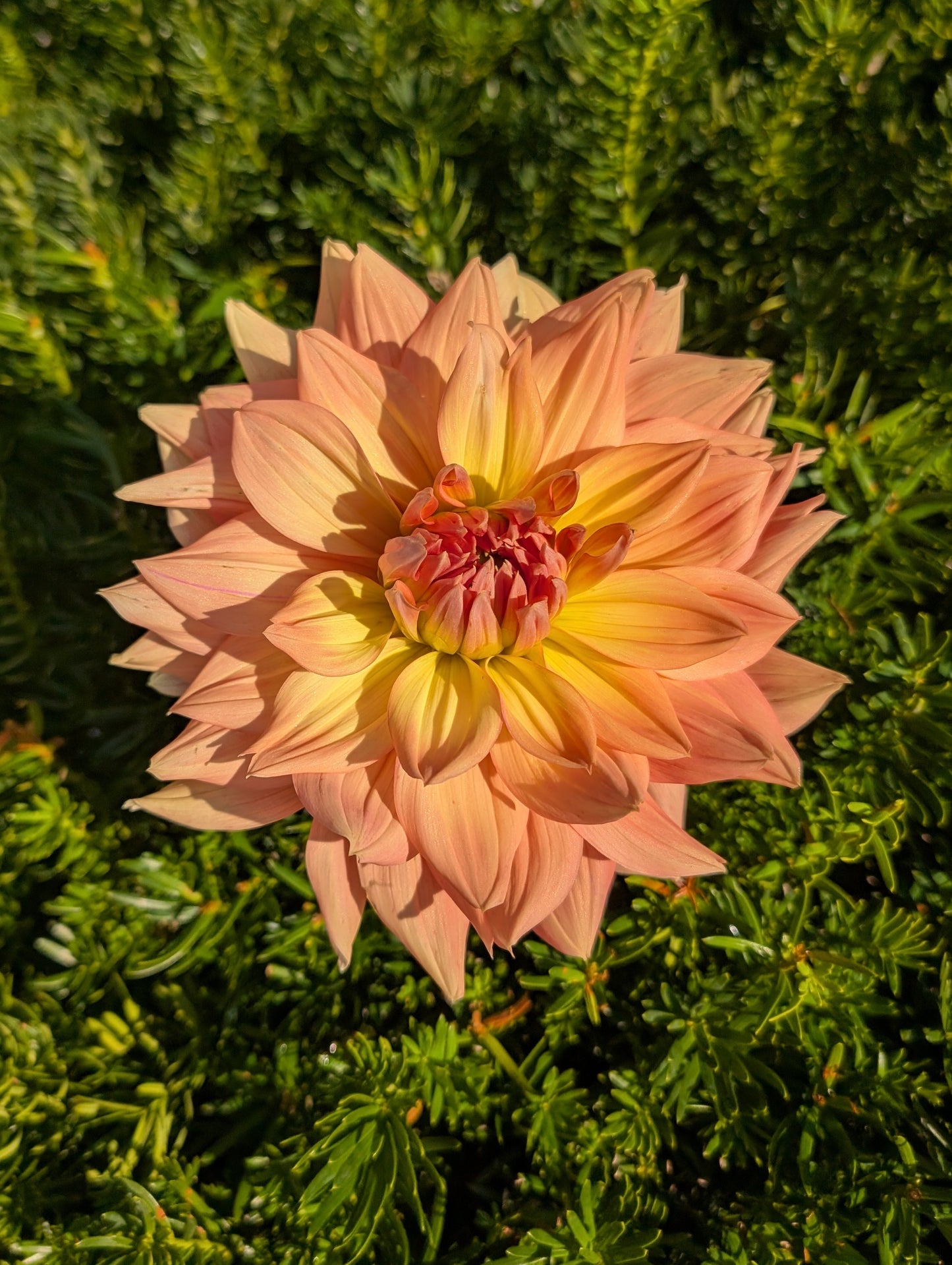 Honeymoon Dahlia Tuber – Informal Decorative (ID), Light Blend (:B) , 5–6" Blooms, ~4–5 ft