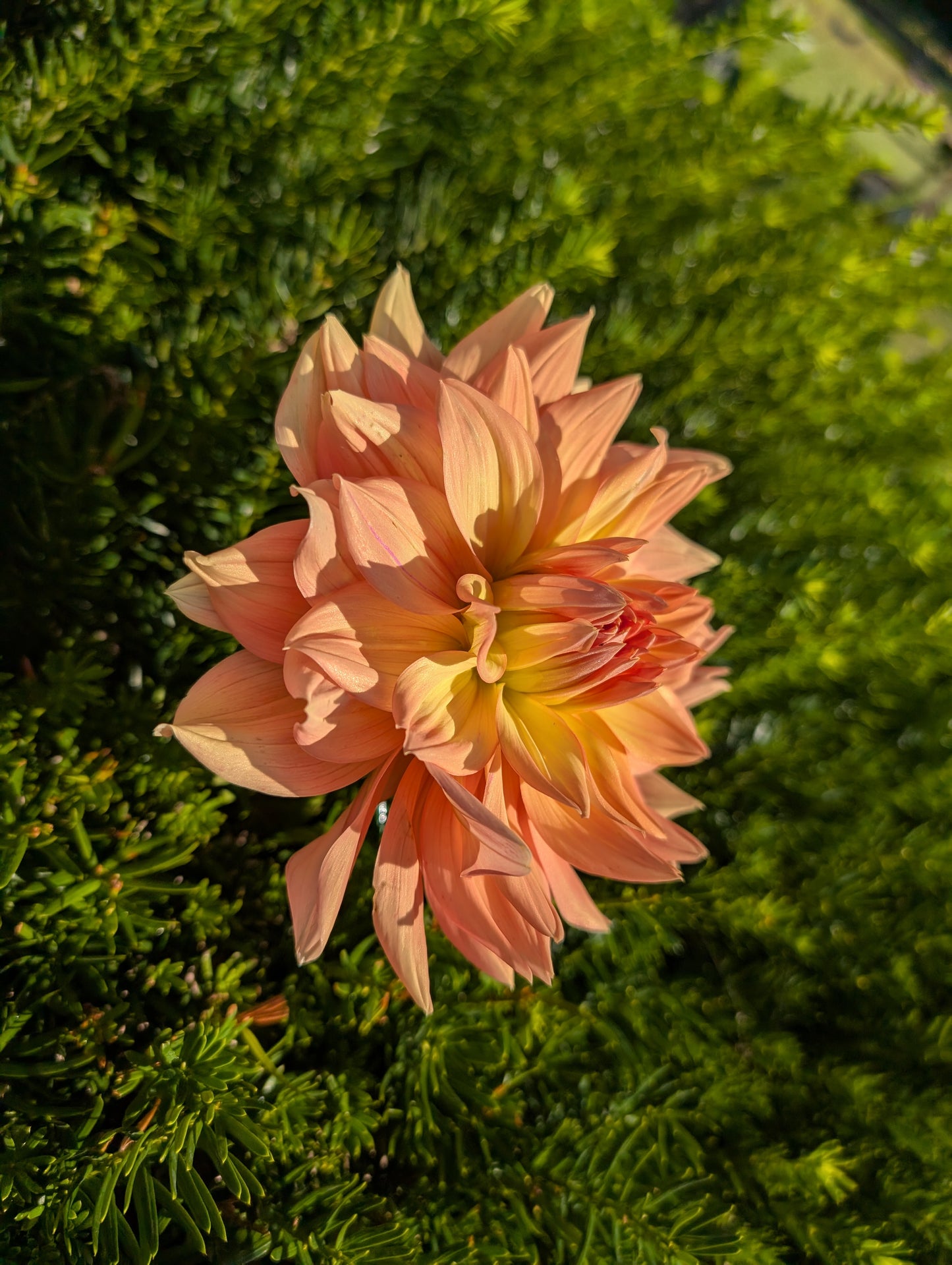Honeymoon Dahlia Tuber – Informal Decorative (ID), Light Blend (:B) , 5–6" Blooms, ~4–5 ft