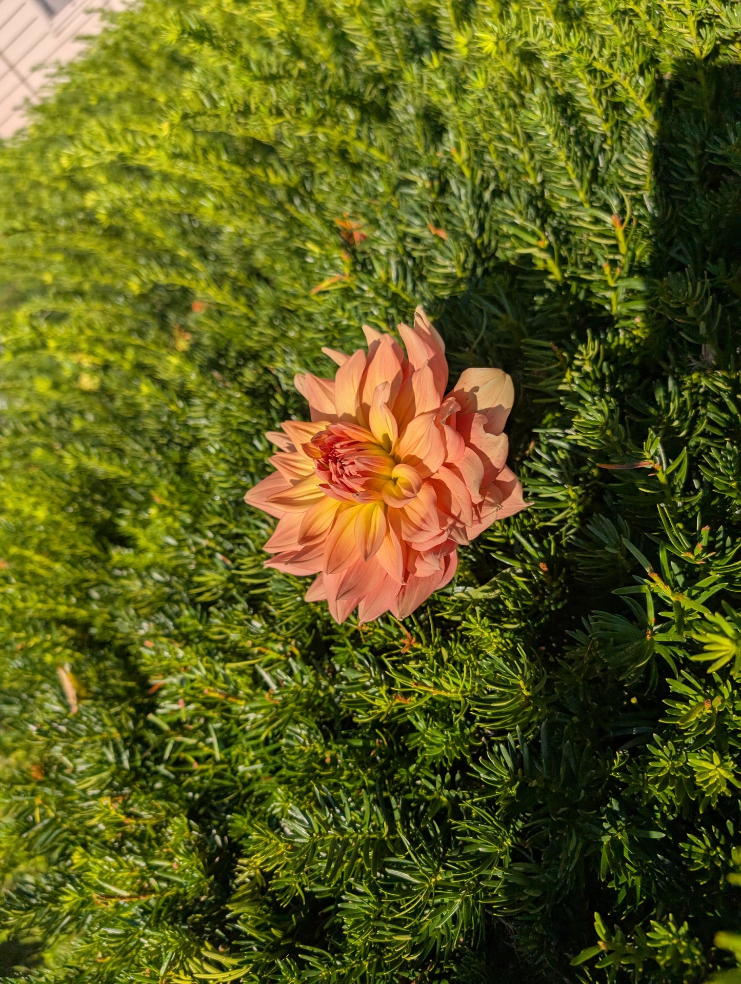 Honeymoon Dahlia Tuber – Informal Decorative (ID), Light Blend (:B) , 5–6" Blooms, ~4–5 ft