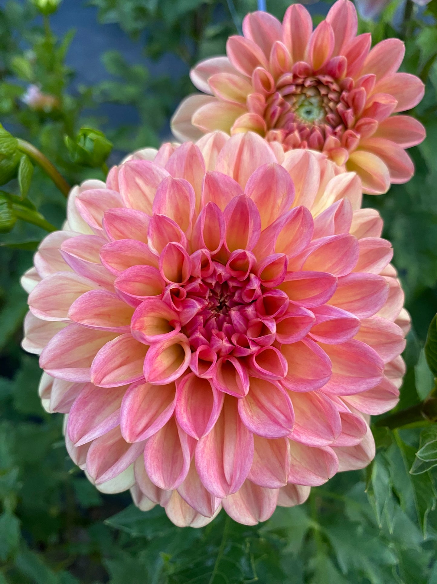 Lark’s Ebbe Dahlia Tuber – Formal Decorative Light Blend 5" Blooms
