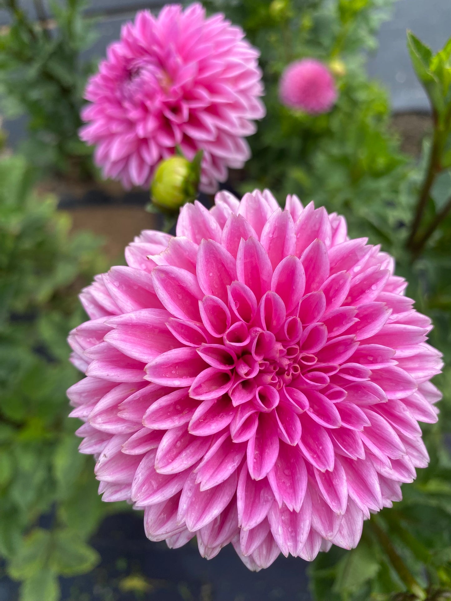 Pink Sylvia Dahlia Tuber – Miniature Formal Decorative Pink 3.5–4" Blooms