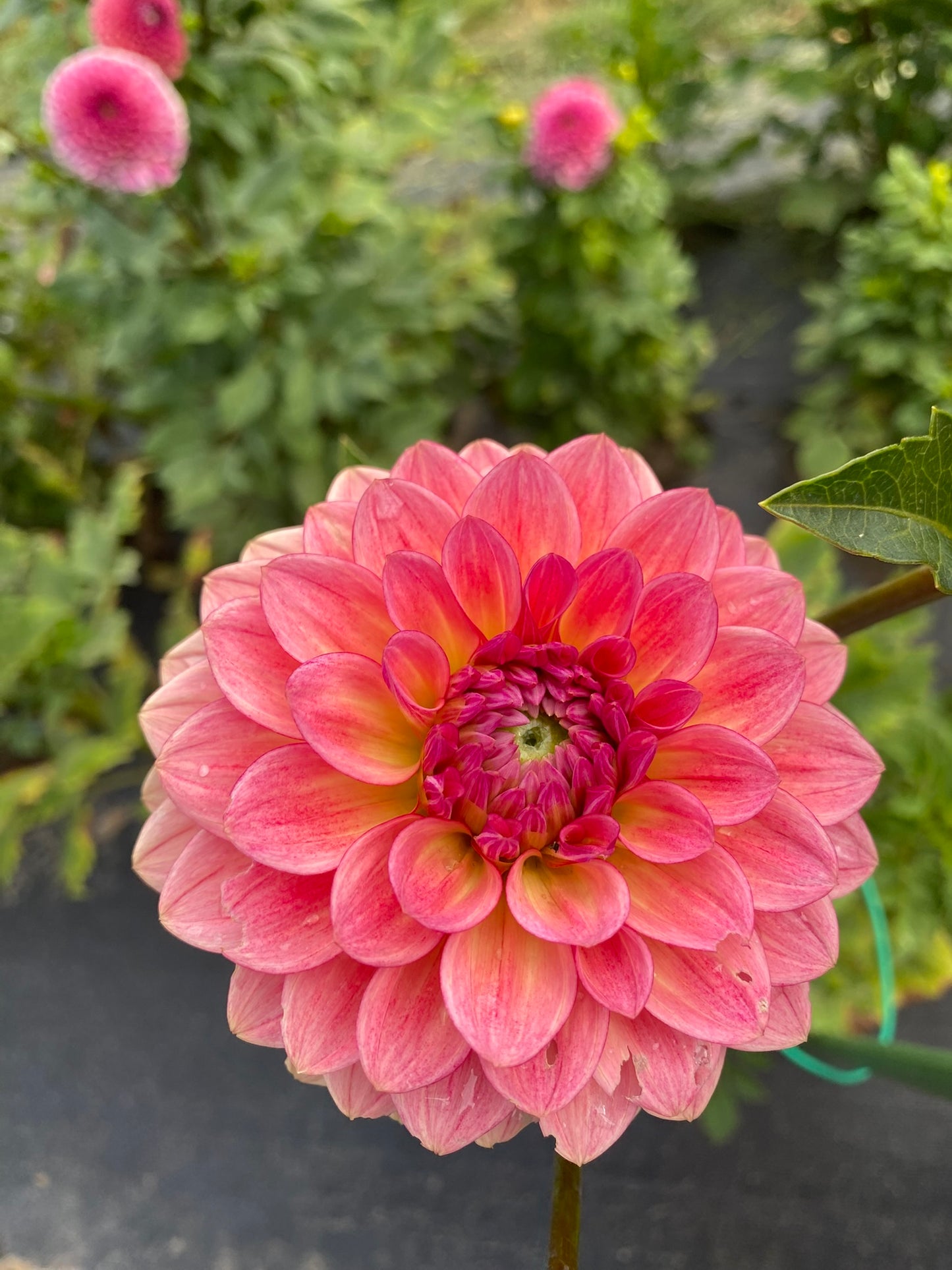 Jabberbox Dahlia Tuber – Formal Decorative Bronze 5–6" Blooms