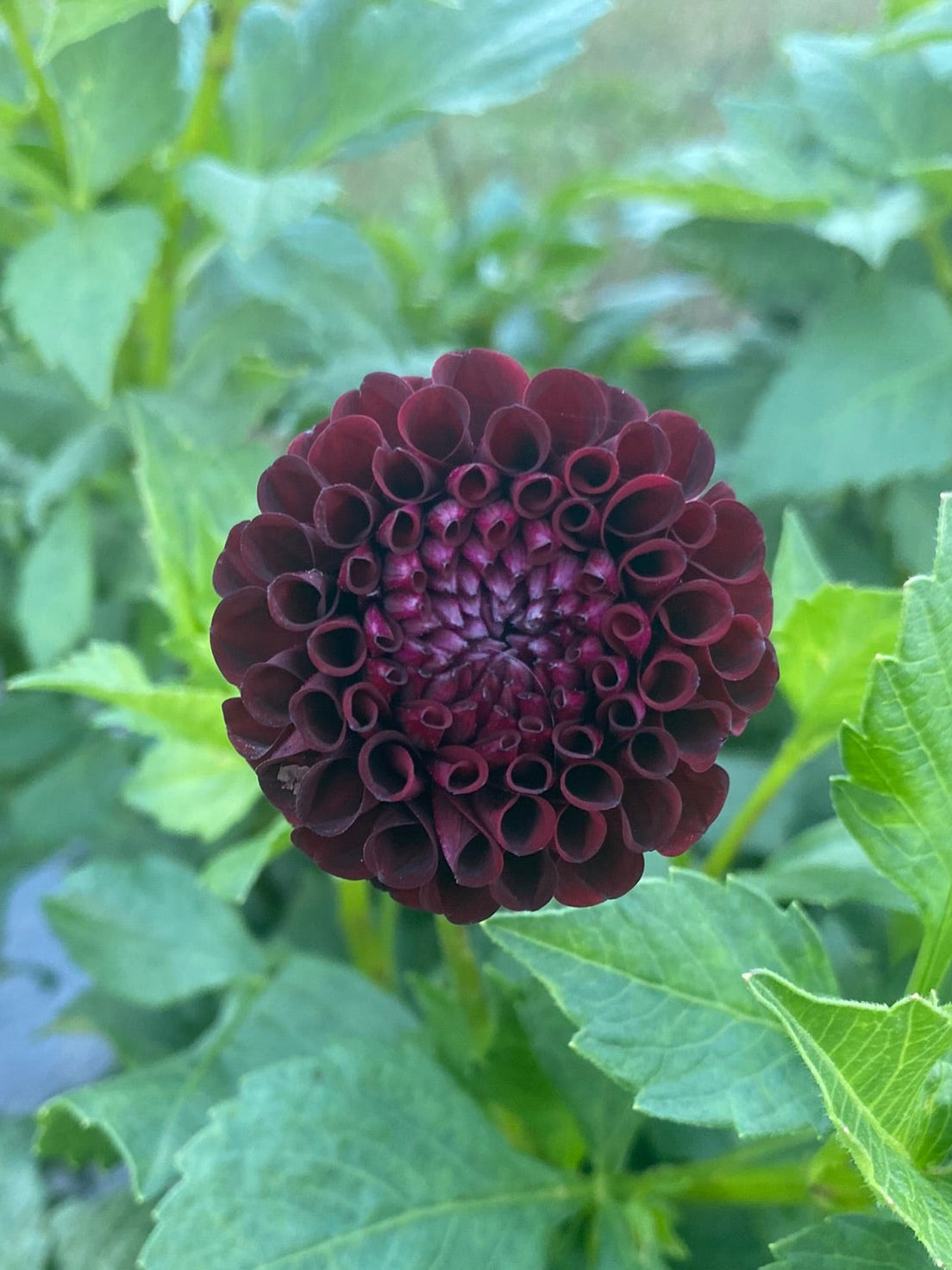 Dark purple flower with green leaves in the background
