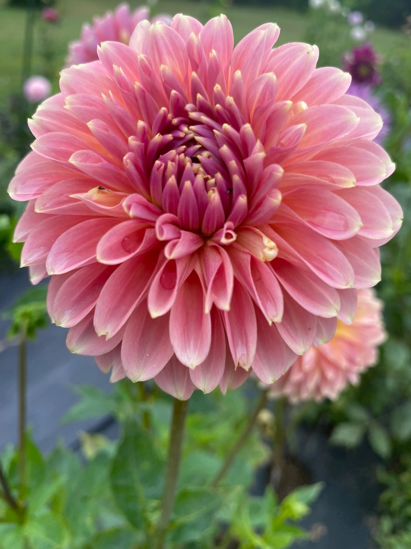 Clearview Pataha Dahlia Tuber – Stellar Bronze 5–6" Blooms
