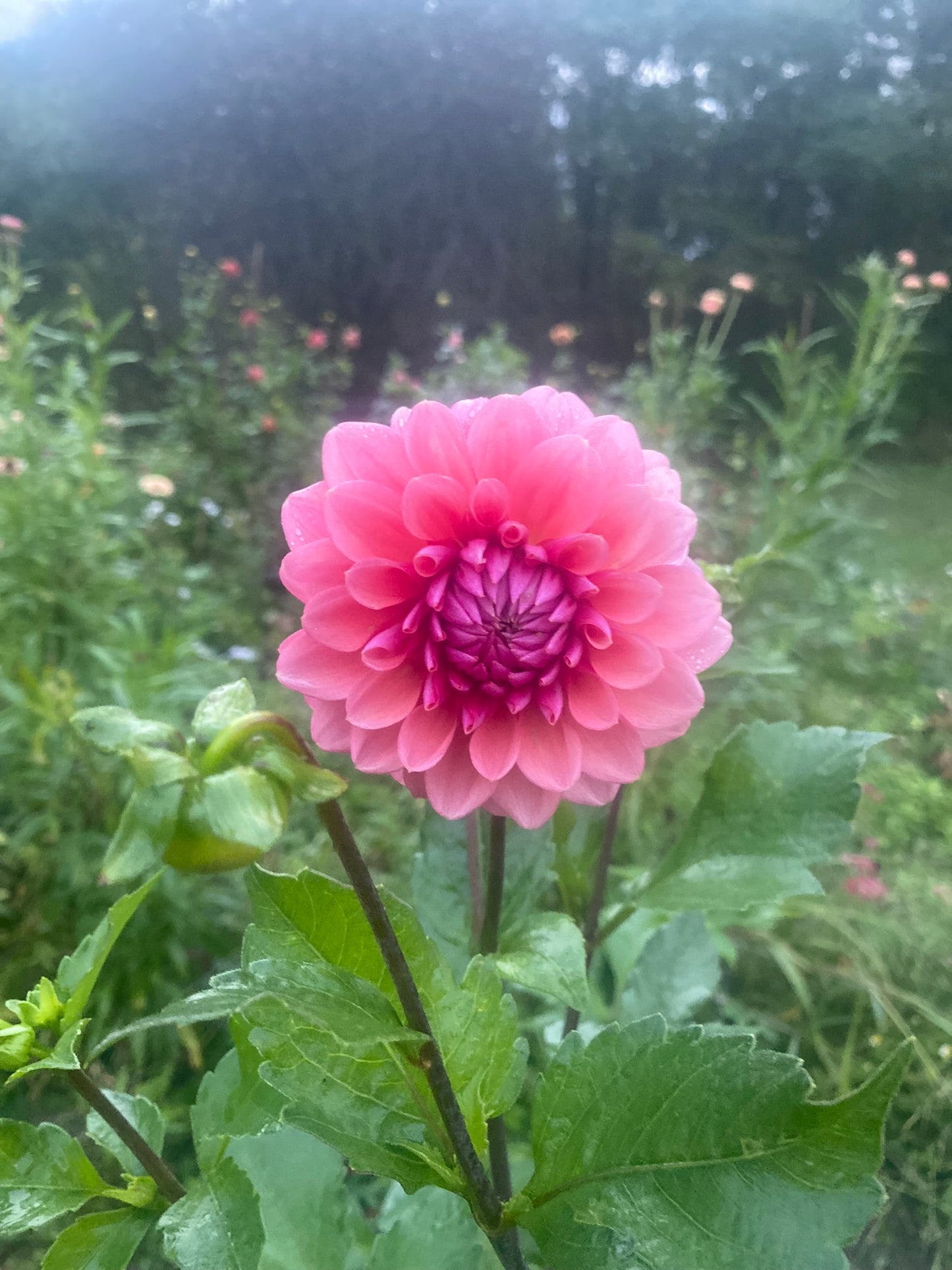 Bowser Tash Dahlia Tuber Miniature Formal Decorative Red 4-5" Blooms