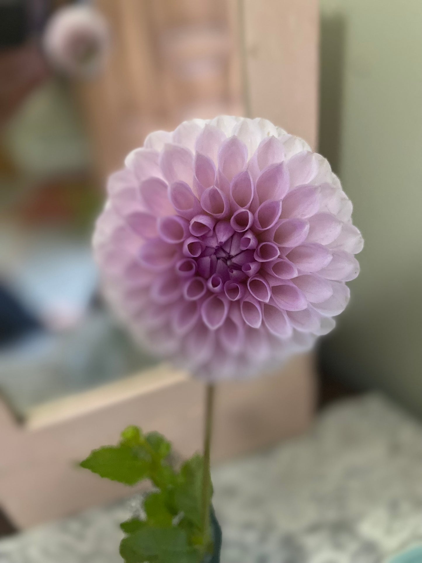 Megan Dean Dahlia Tuber Miniature Ball Lavender 3" Blooms