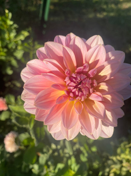 Southern Belle Dahlia Tuber Waterlily Pink 5" Blooms