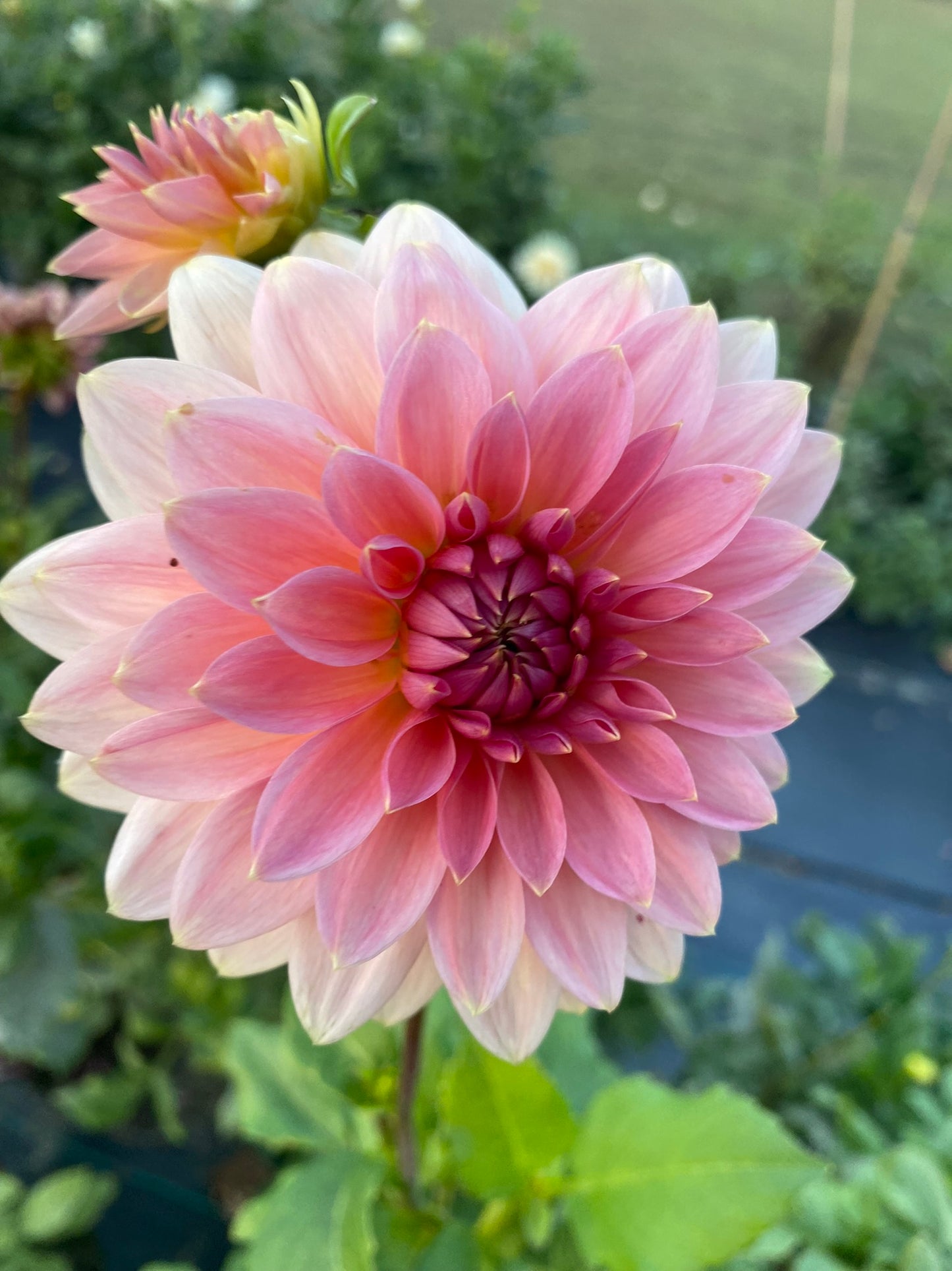 Askwith Minnie Dahlia Tuber – Dark Pink Formal Decorative 5-6" Blooms