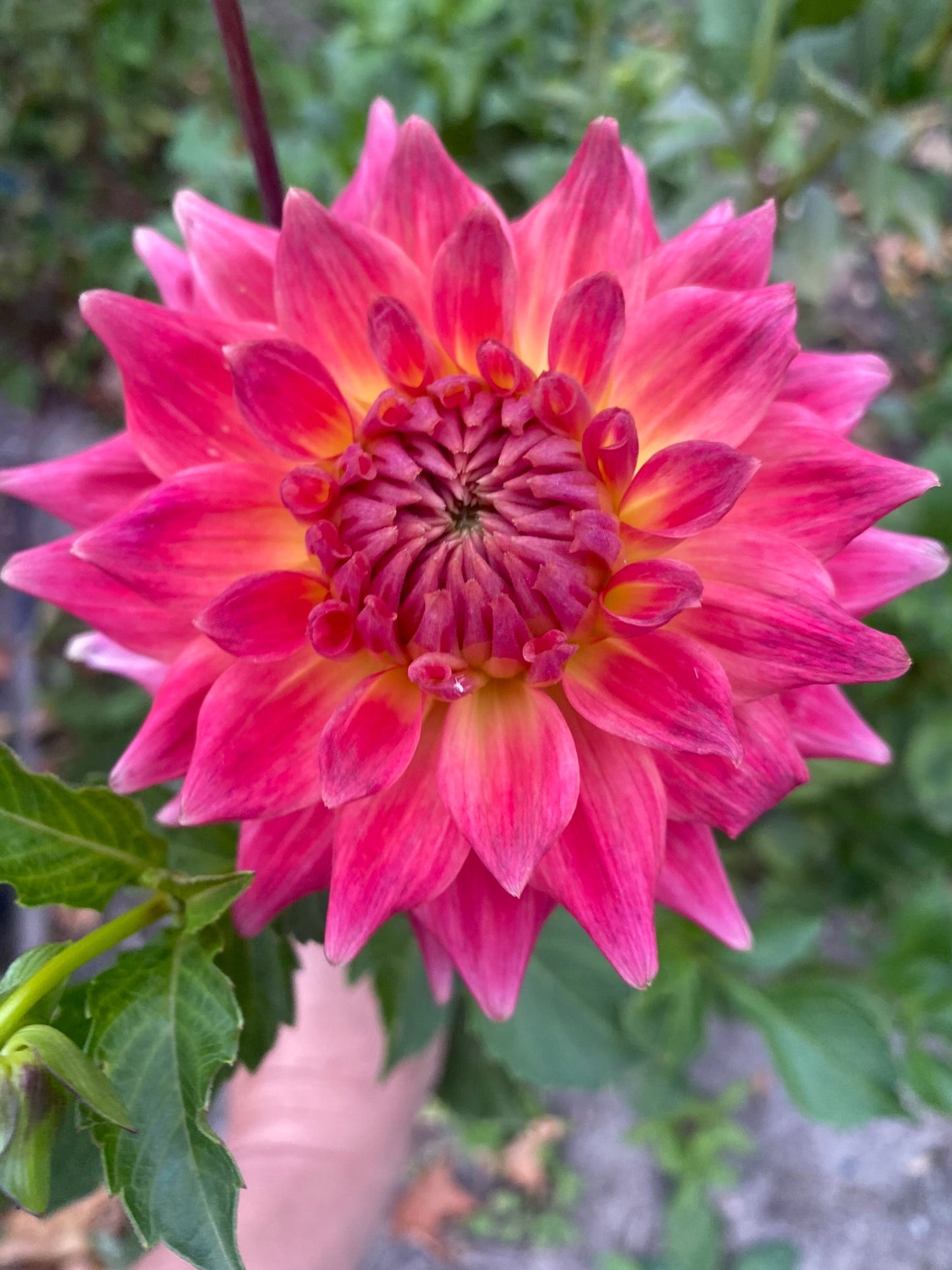 Close-up of a vibrant pink flower with green leaves in the background