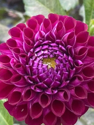 Close-up of a large purple flower with green leaves in the background