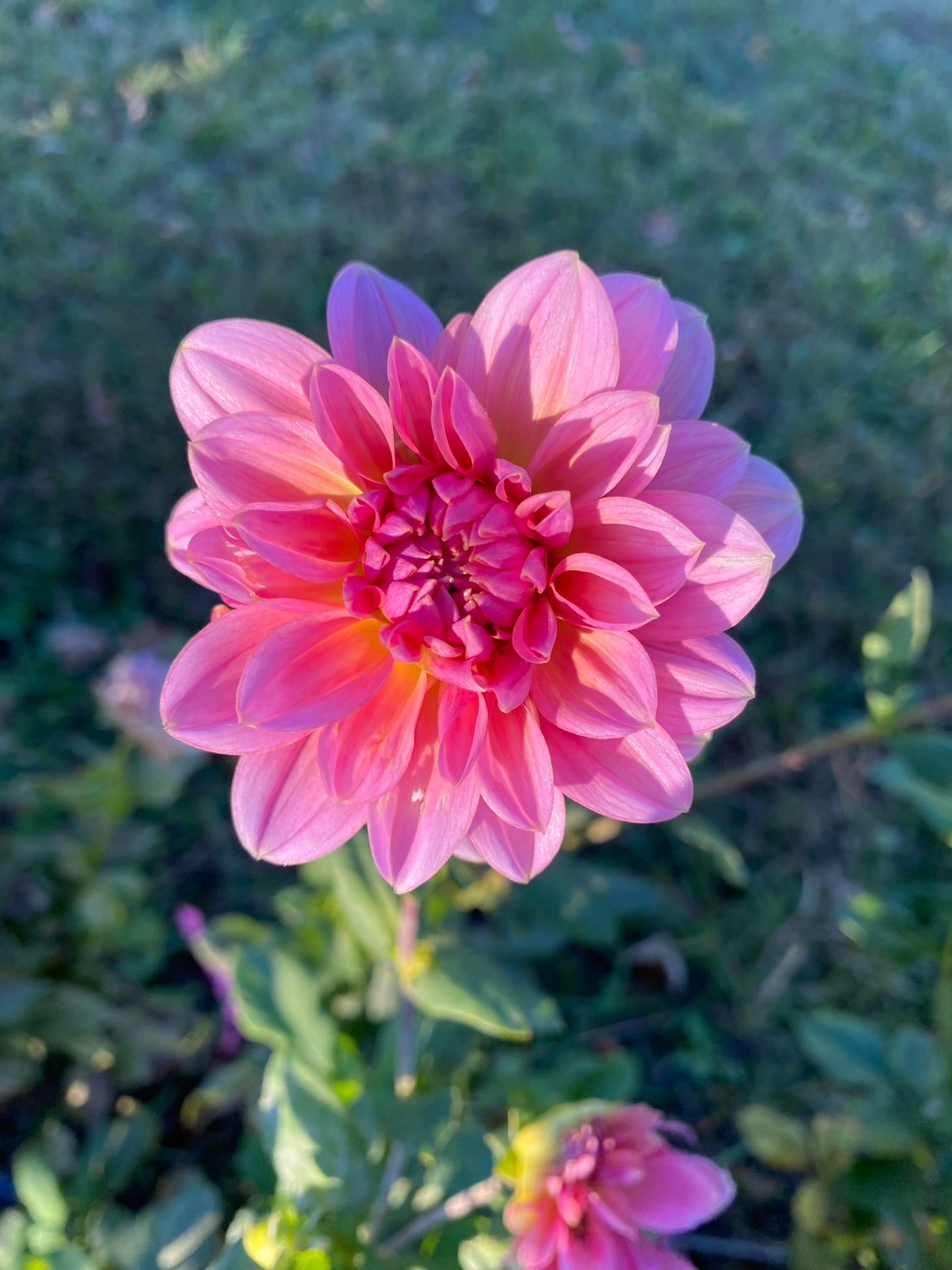Pink dahlia flower with a blurred green background