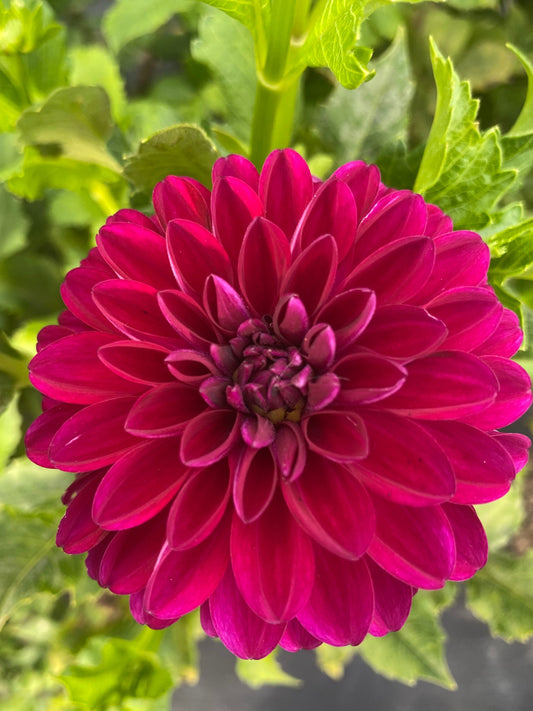 Close-up of a vibrant pink flower with green leaves in the background