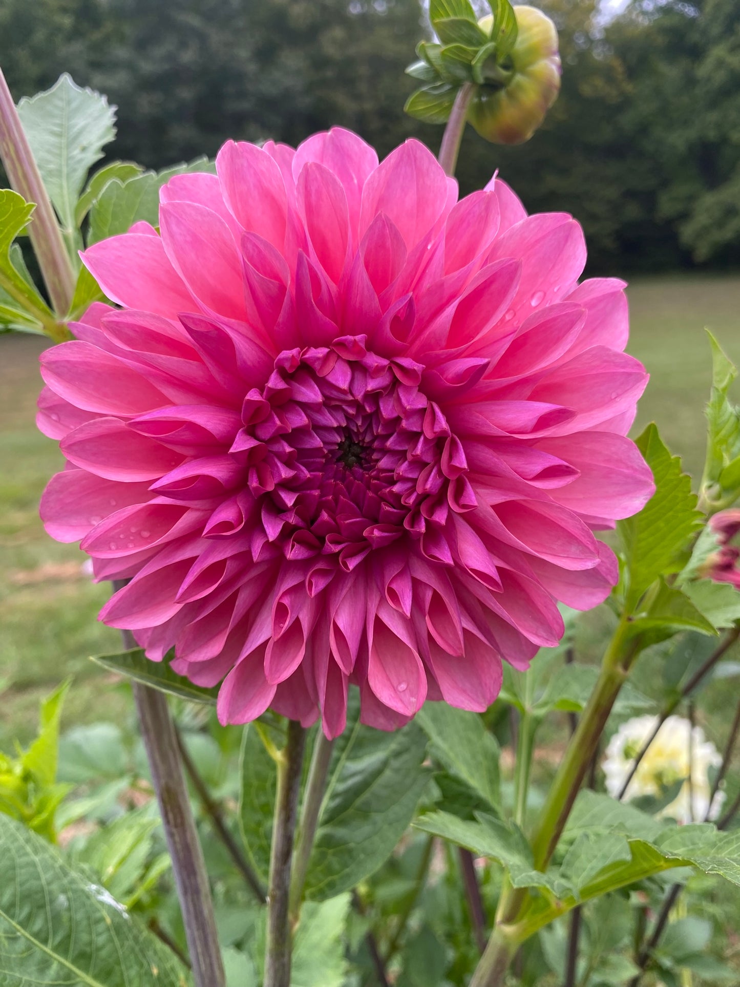 EA-25-RP Dahlia Tuber Formal Decorative Pink 5" Blooms