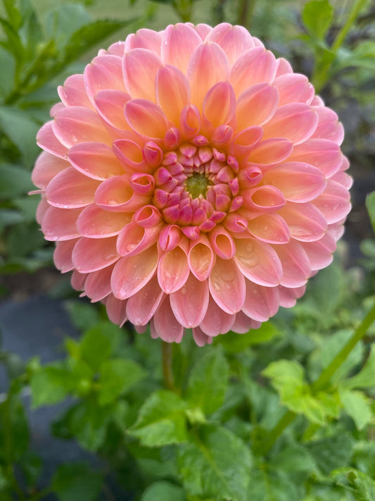 Hapet Salmon Dahlia Tuber Miniature Formal Decorative Light Blend 3-4" Blooms