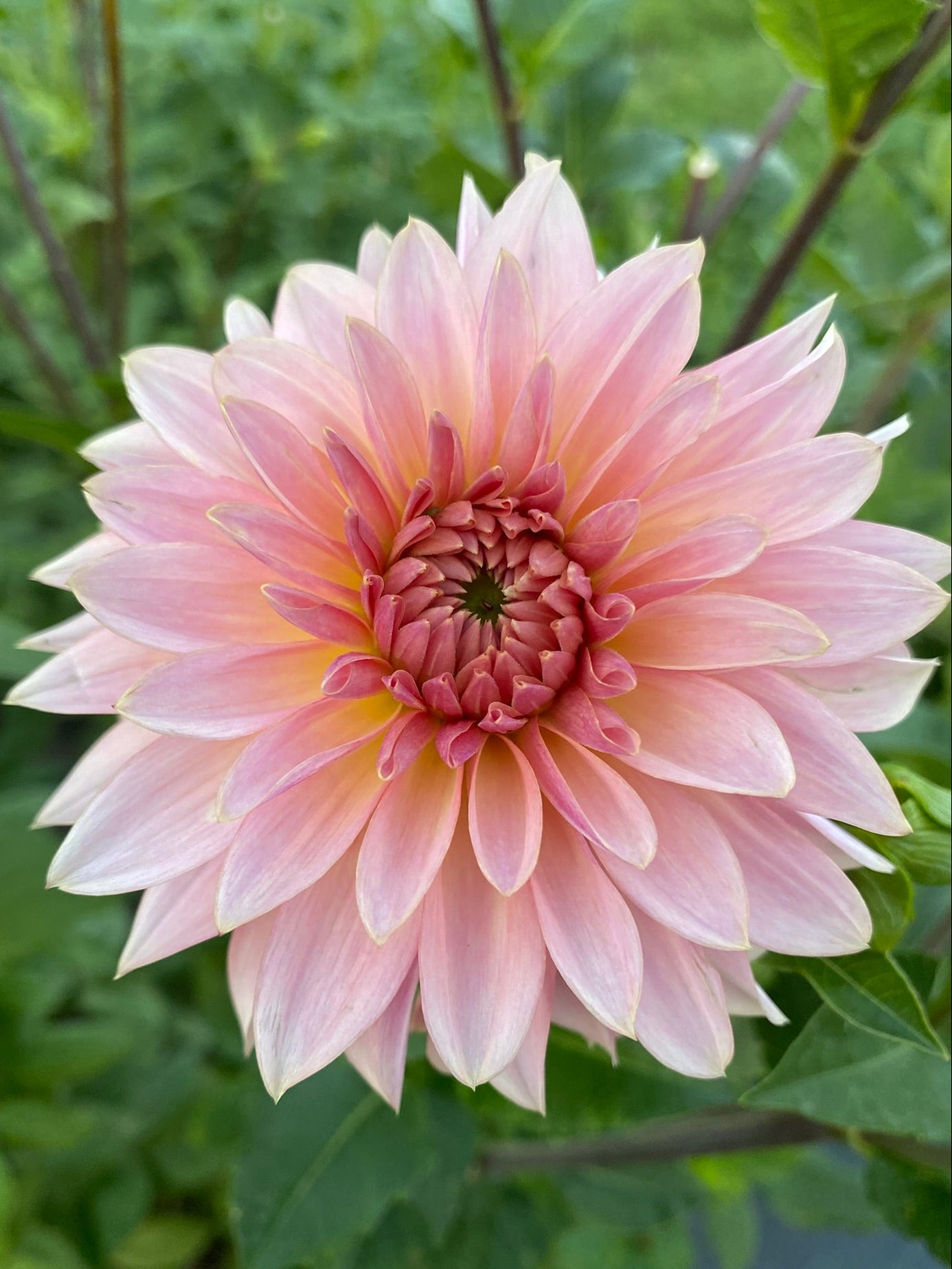 Pink dahlia flower with green leaves in the background